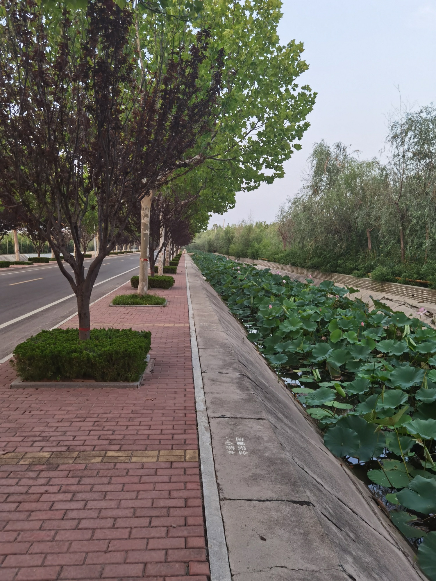 河口孤岛植物园旅行图片 3