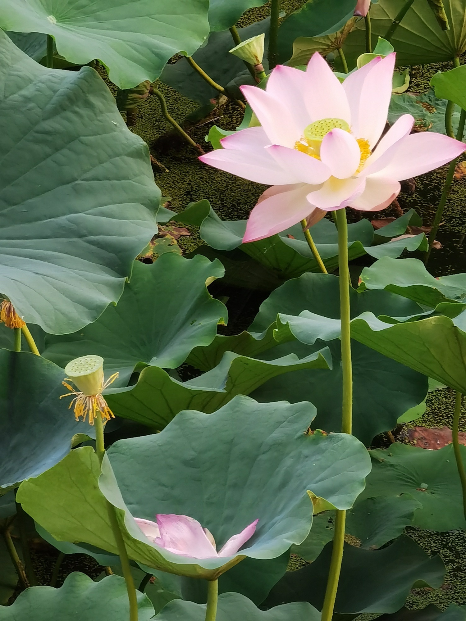 河口孤岛植物园旅行图片 1