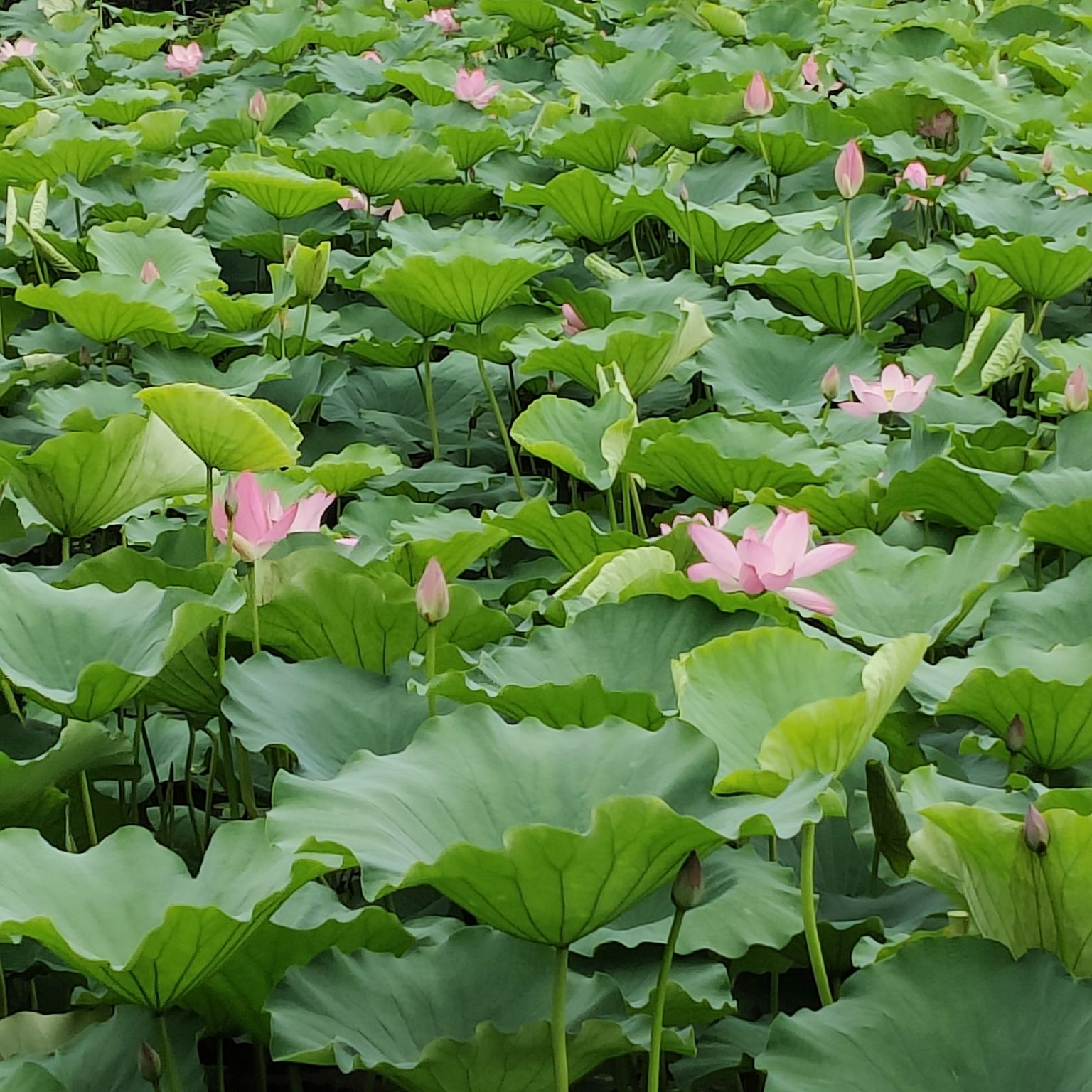 武河湿地公园旅行图片 3