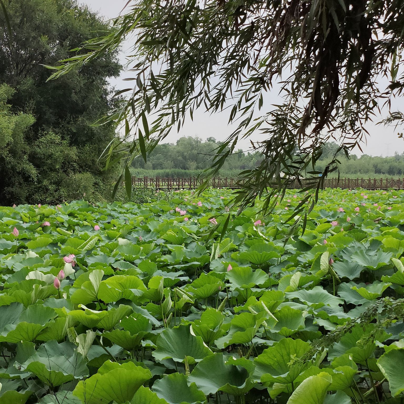 武河湿地公园旅行图片 2