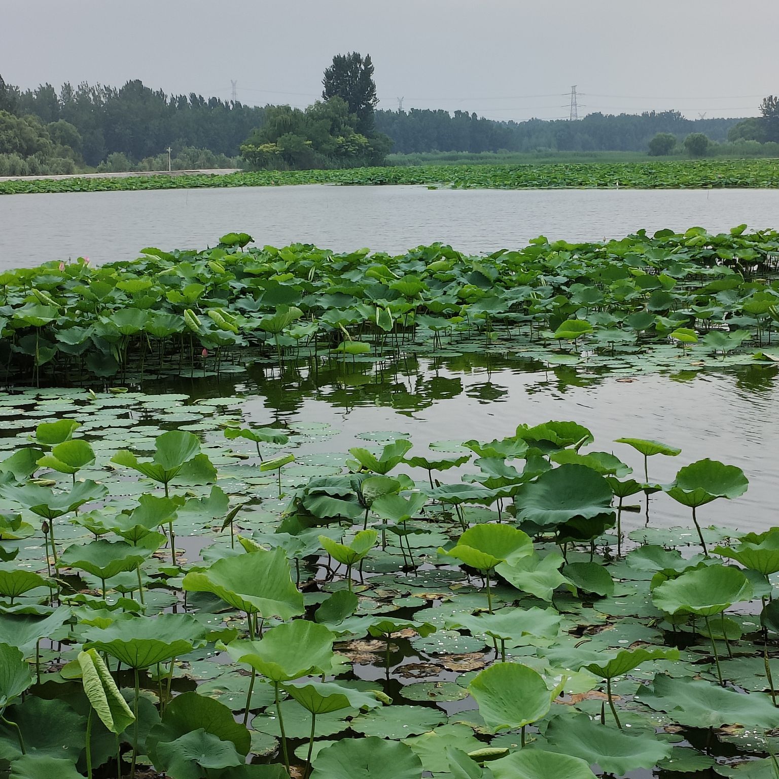 武河湿地公园旅行图片 1