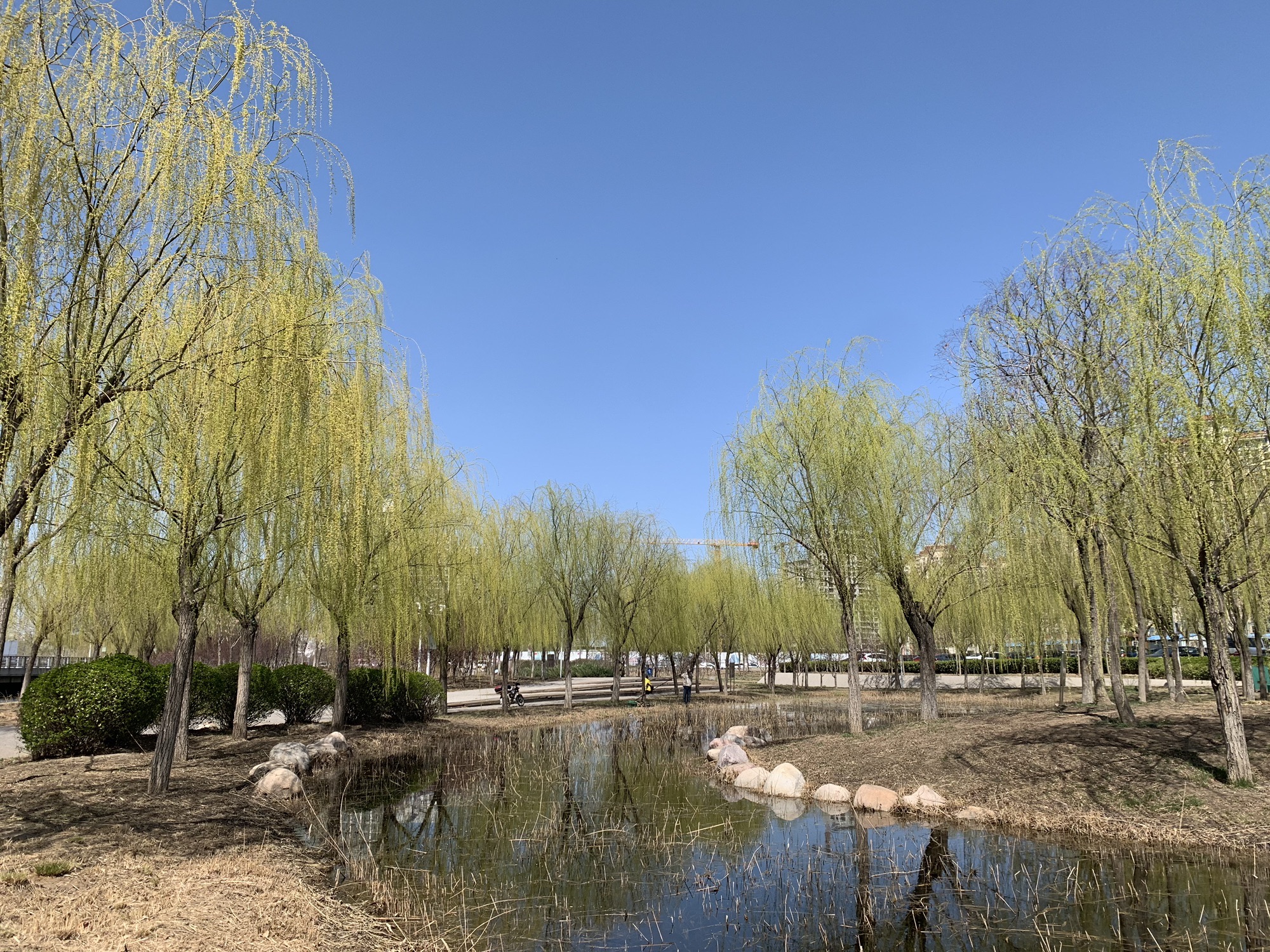 卫津河公园旅行图片 2