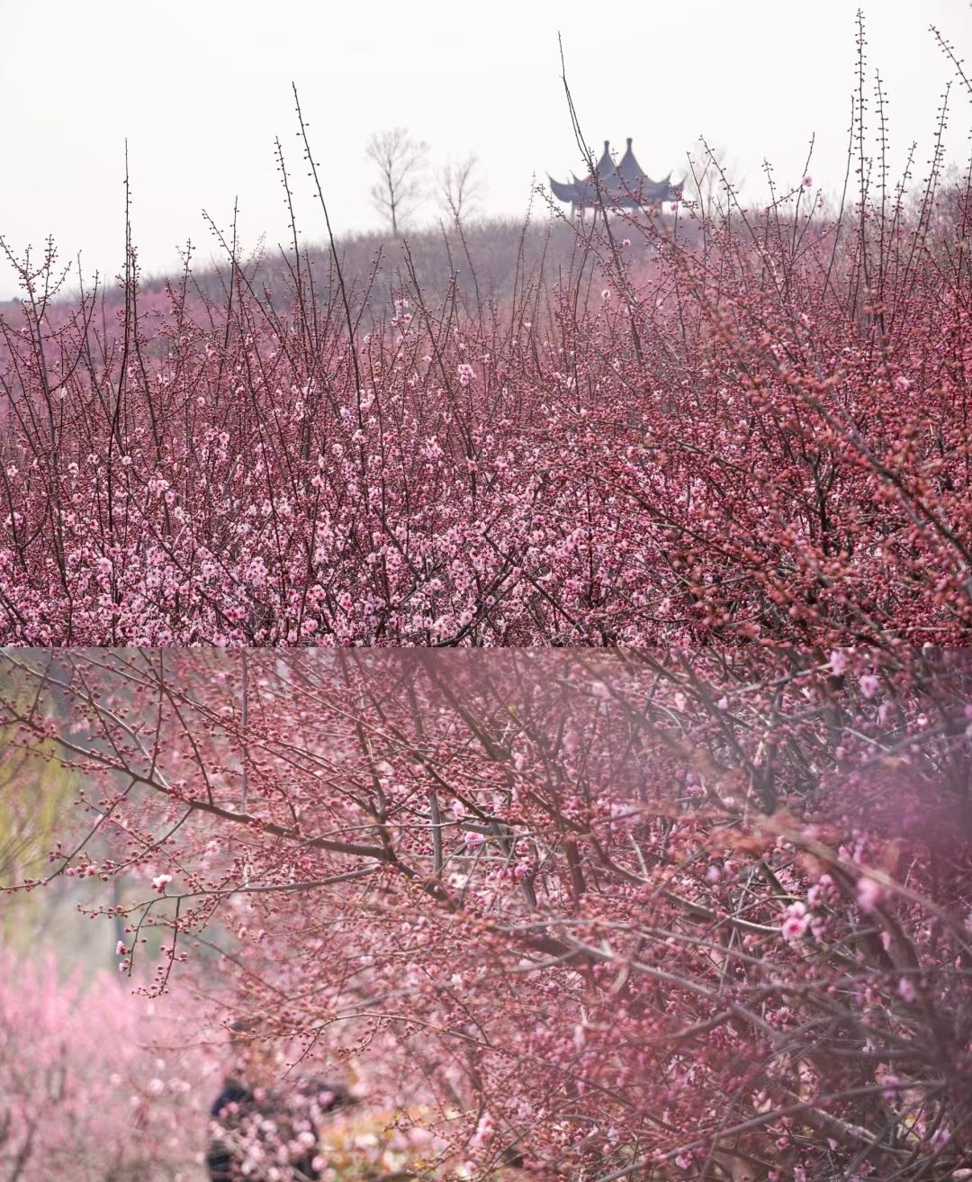 香山郊野公园旅行图片 3