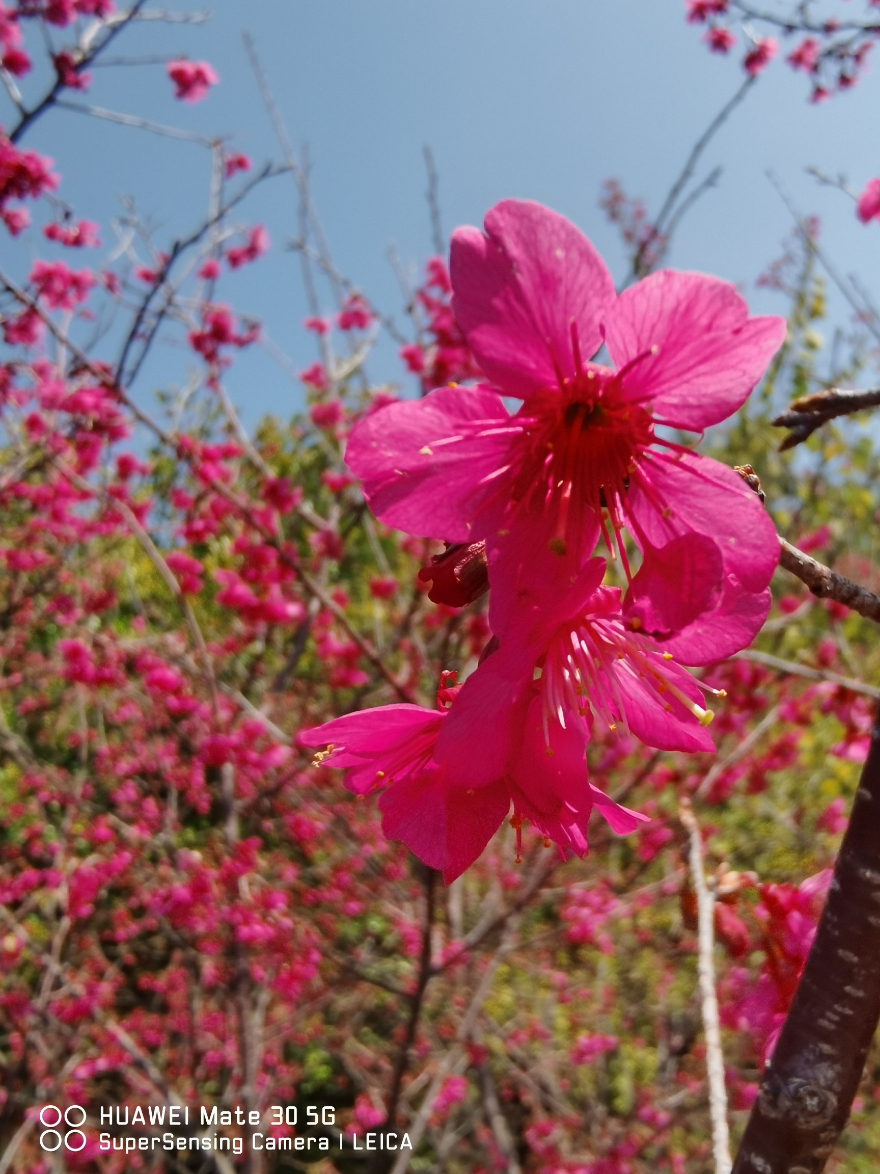 香山郊野公园旅行图片 3