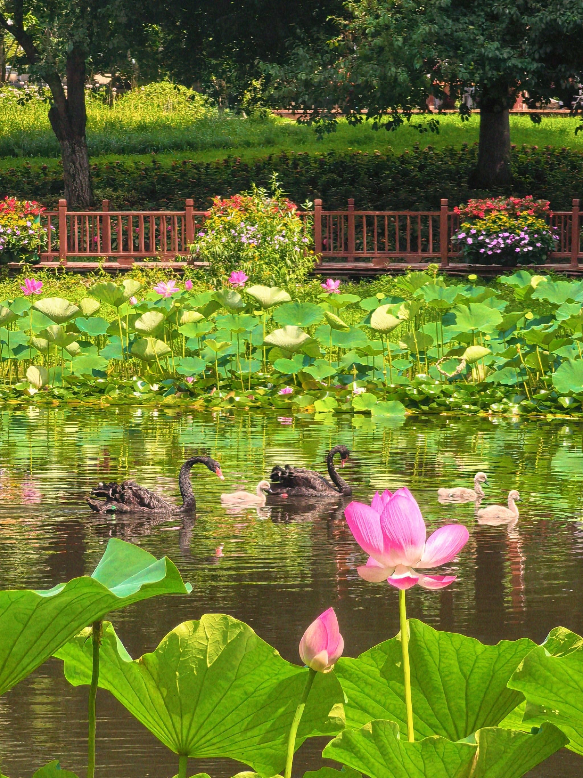 长春市百花园旅行图片 1