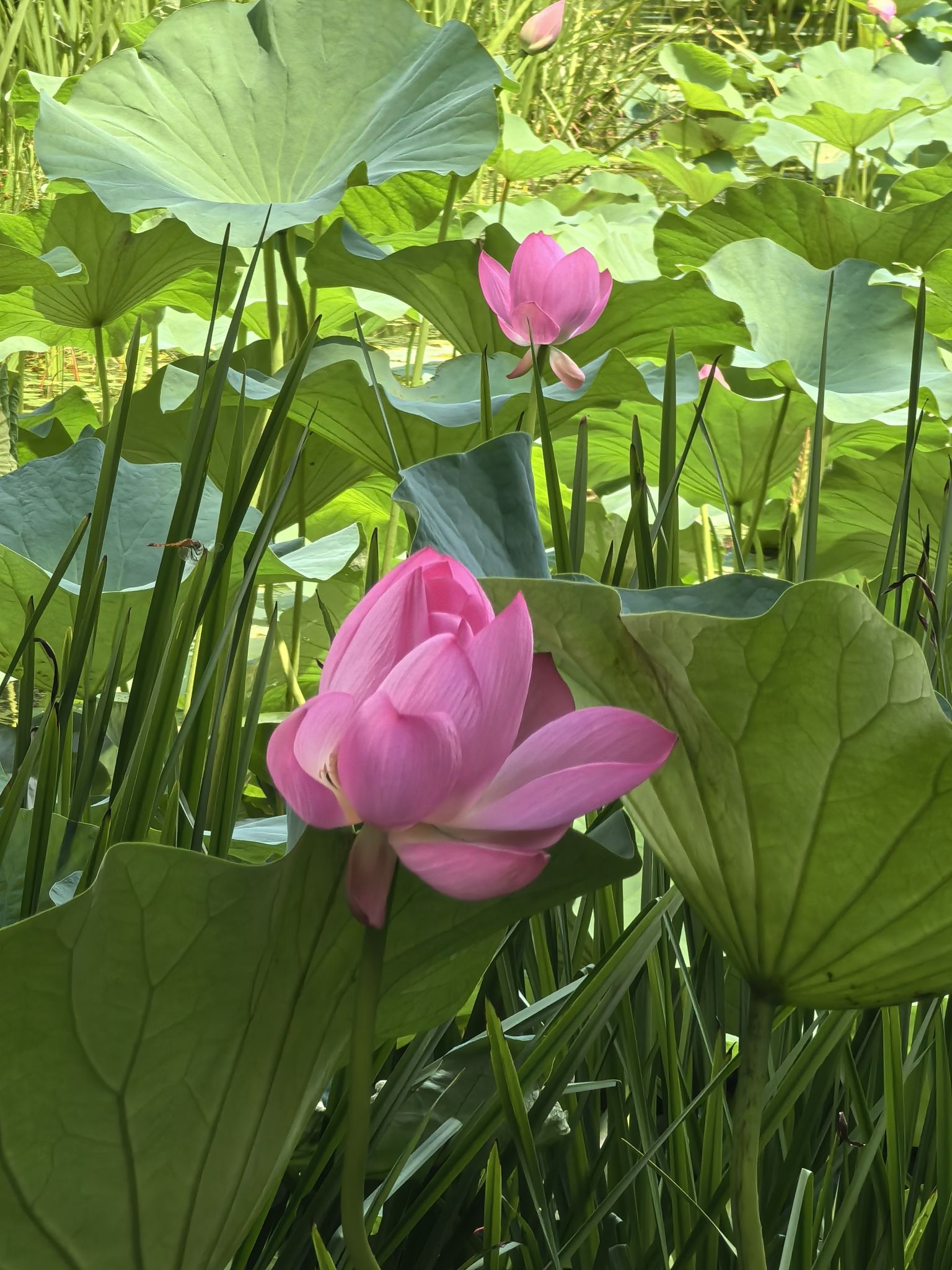 长春市百花园旅行图片 2
