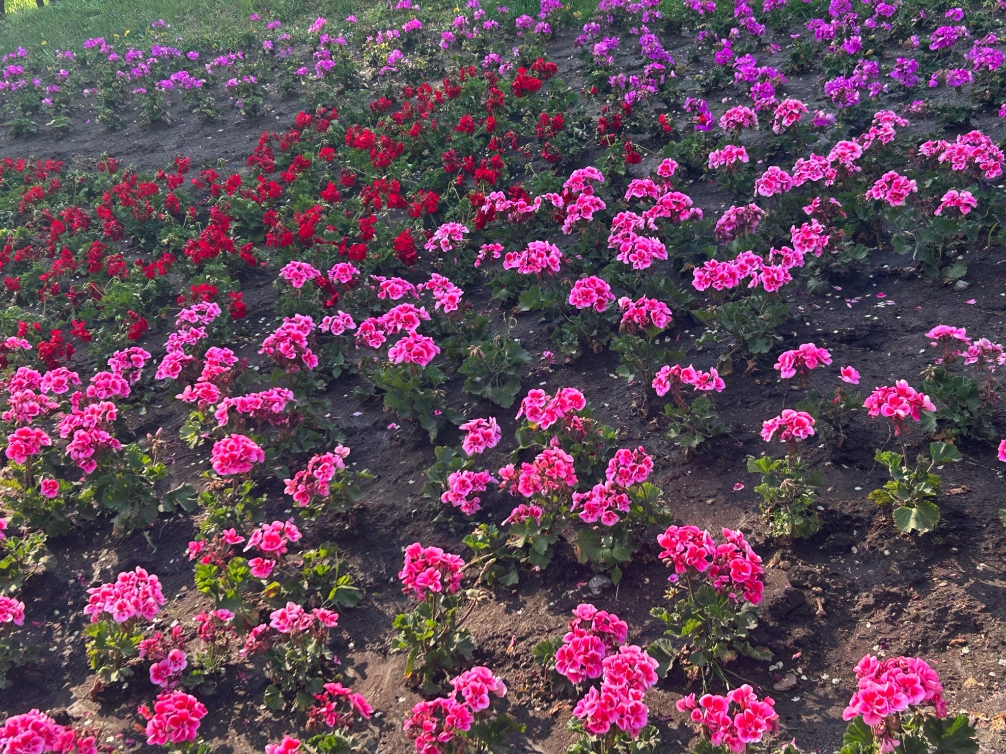 长春市百花园旅行图片 1
