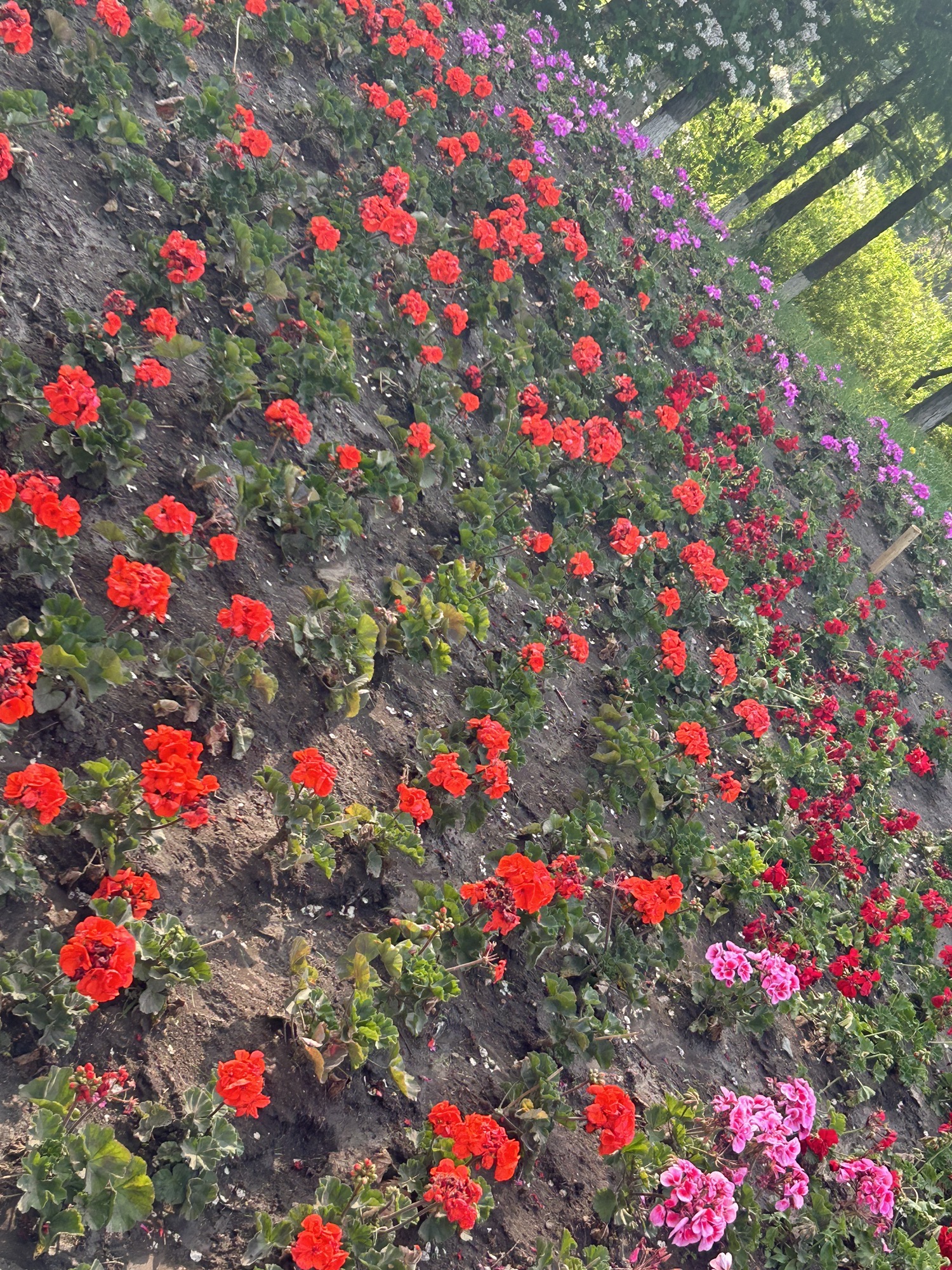长春市百花园旅行图片 2