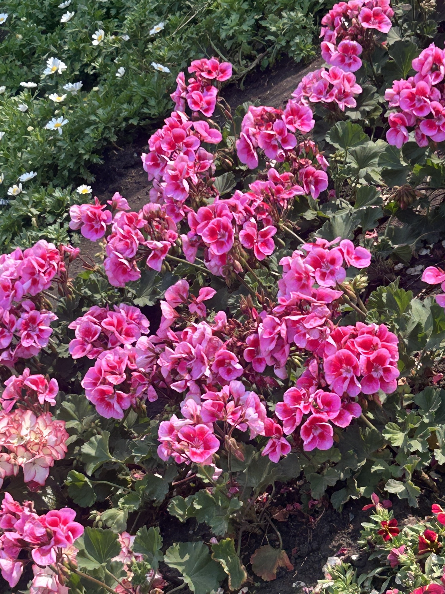 长春市百花园旅行图片 3