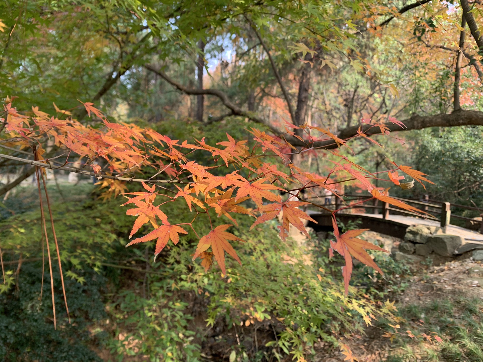 虞山城墙景区旅行图片 3