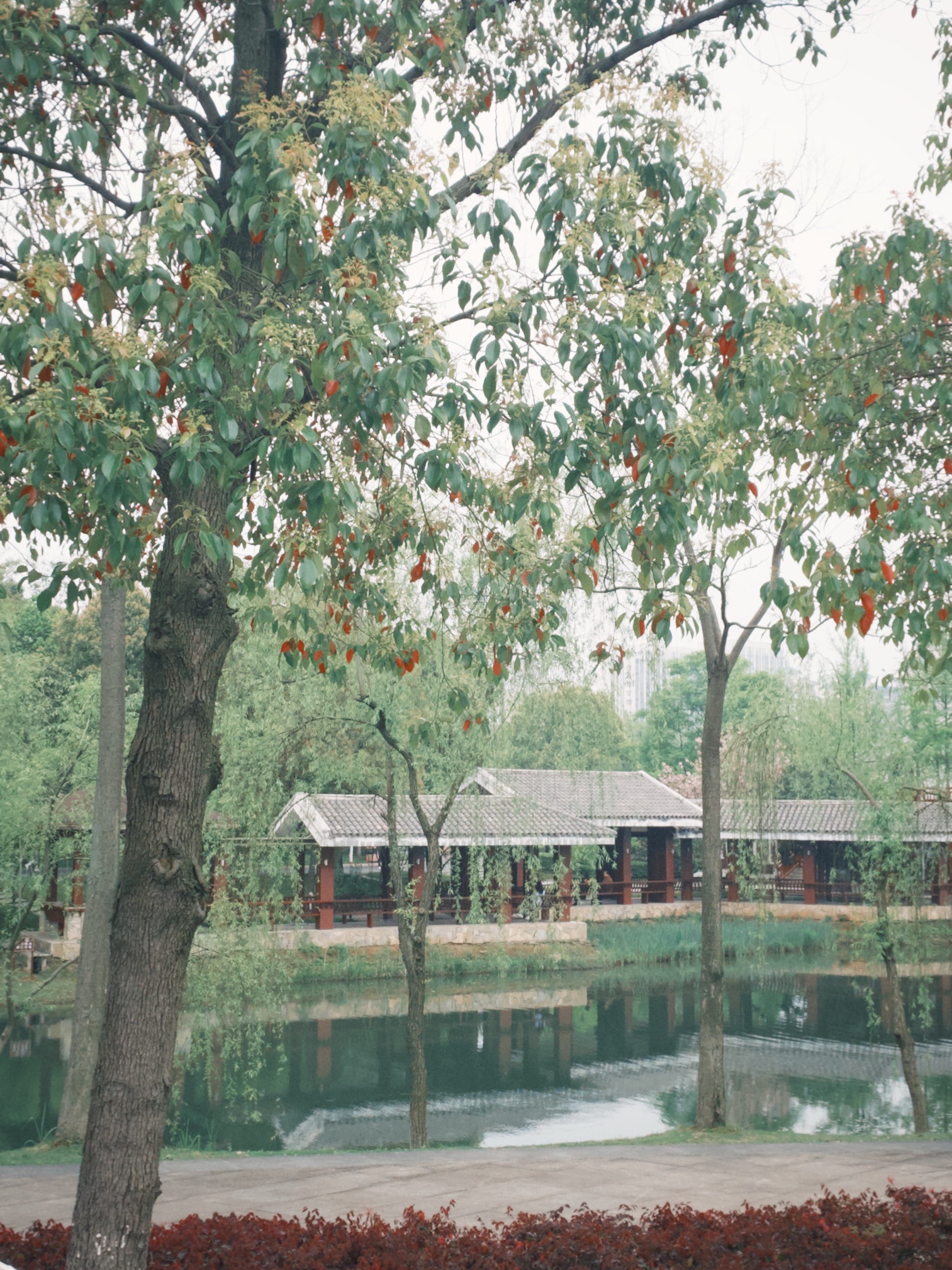 丁玲公园旅行图片 1