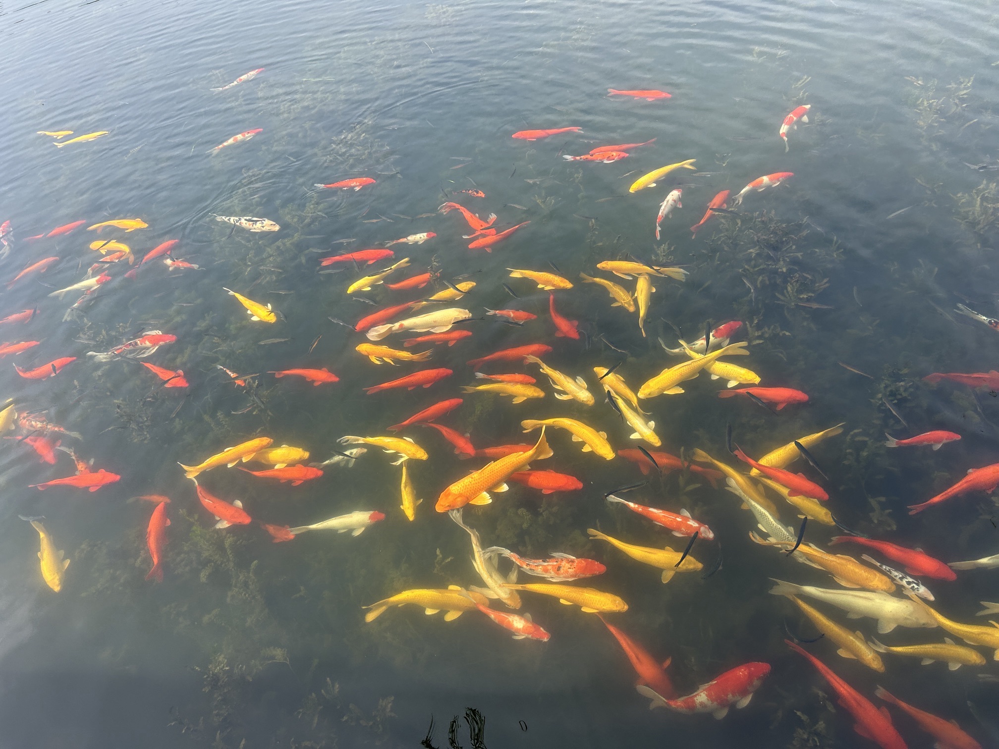 月湖风景区旅行图片 2