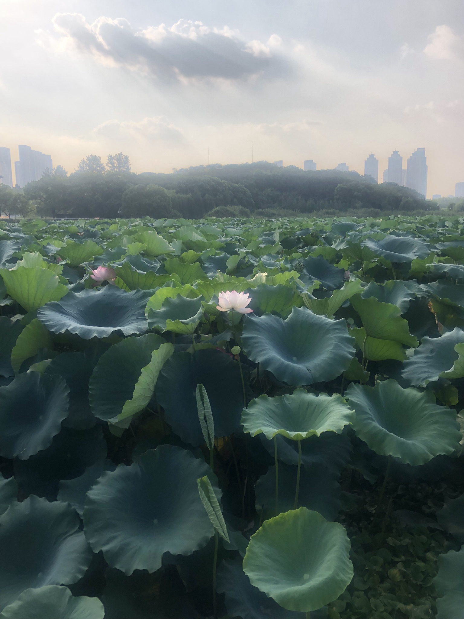 月湖风景区旅行图片 2