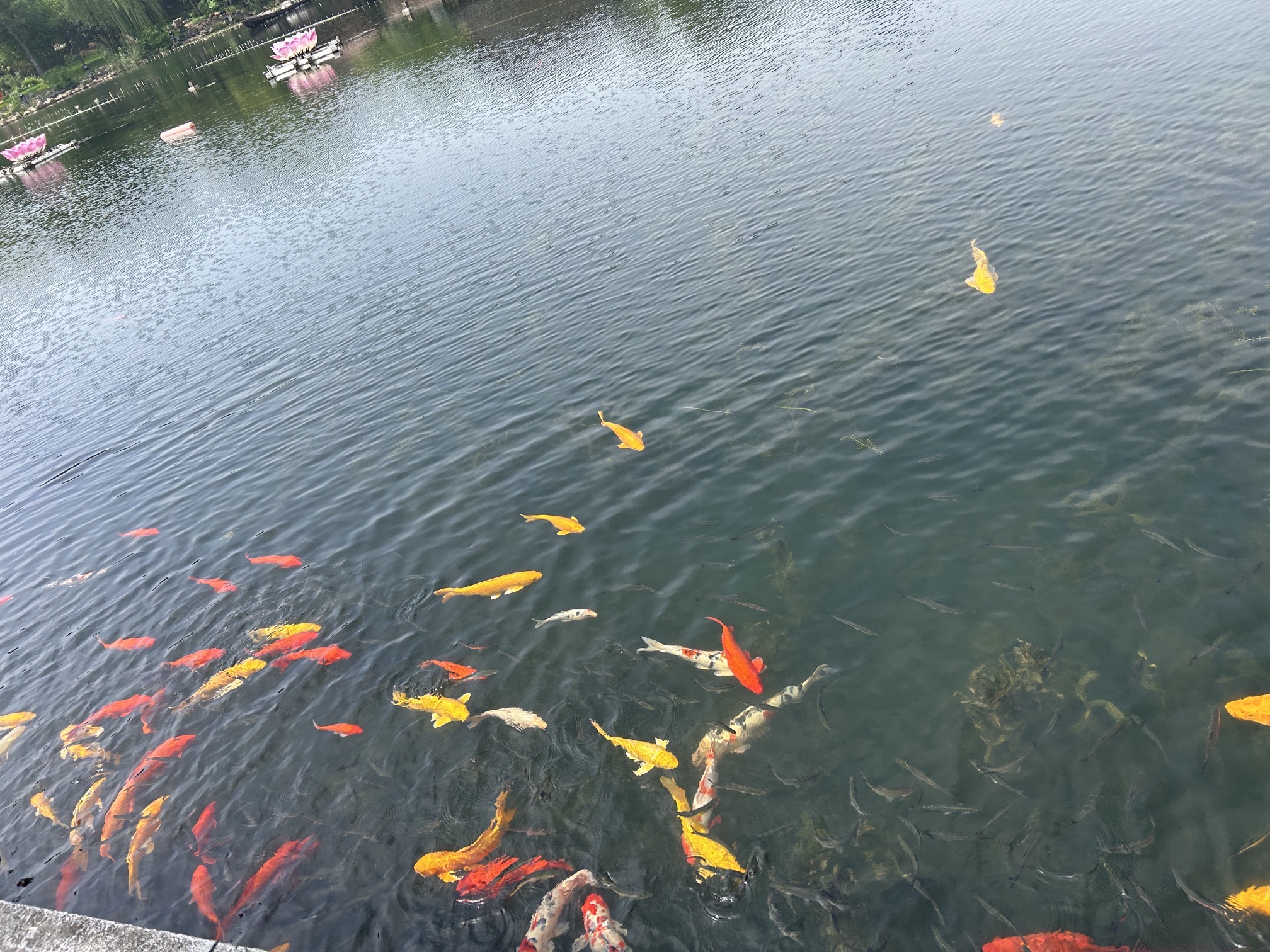 月湖风景区旅行图片 1
