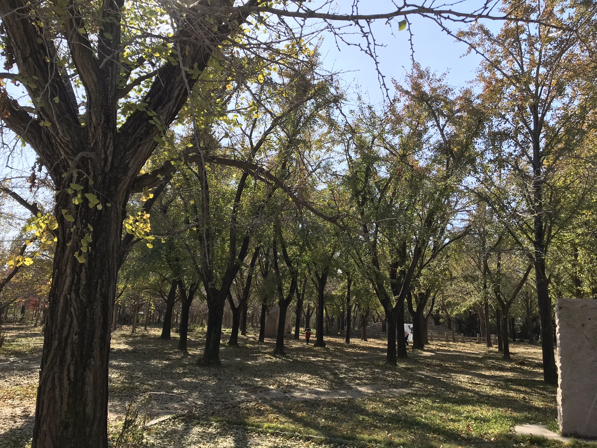 邳州国家级银杏博览园旅行图片 1
