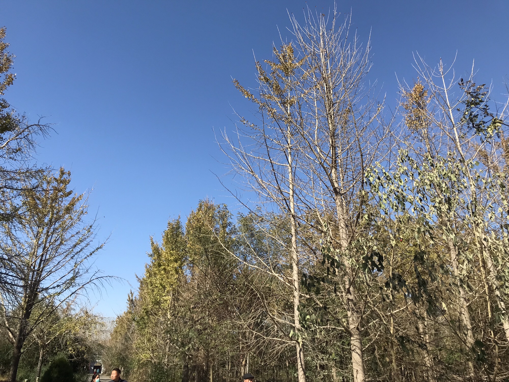 邳州国家级银杏博览园旅行图片 2