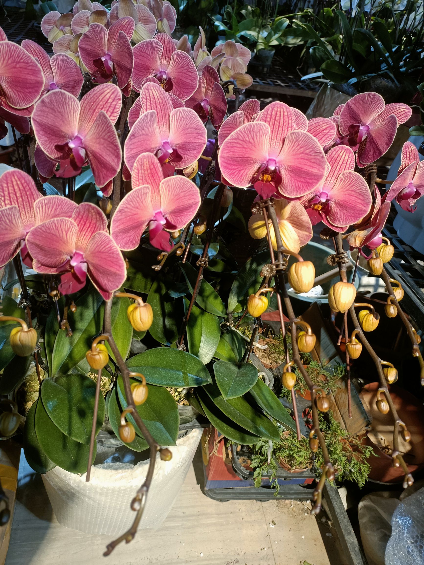 百花村花卉交易市场