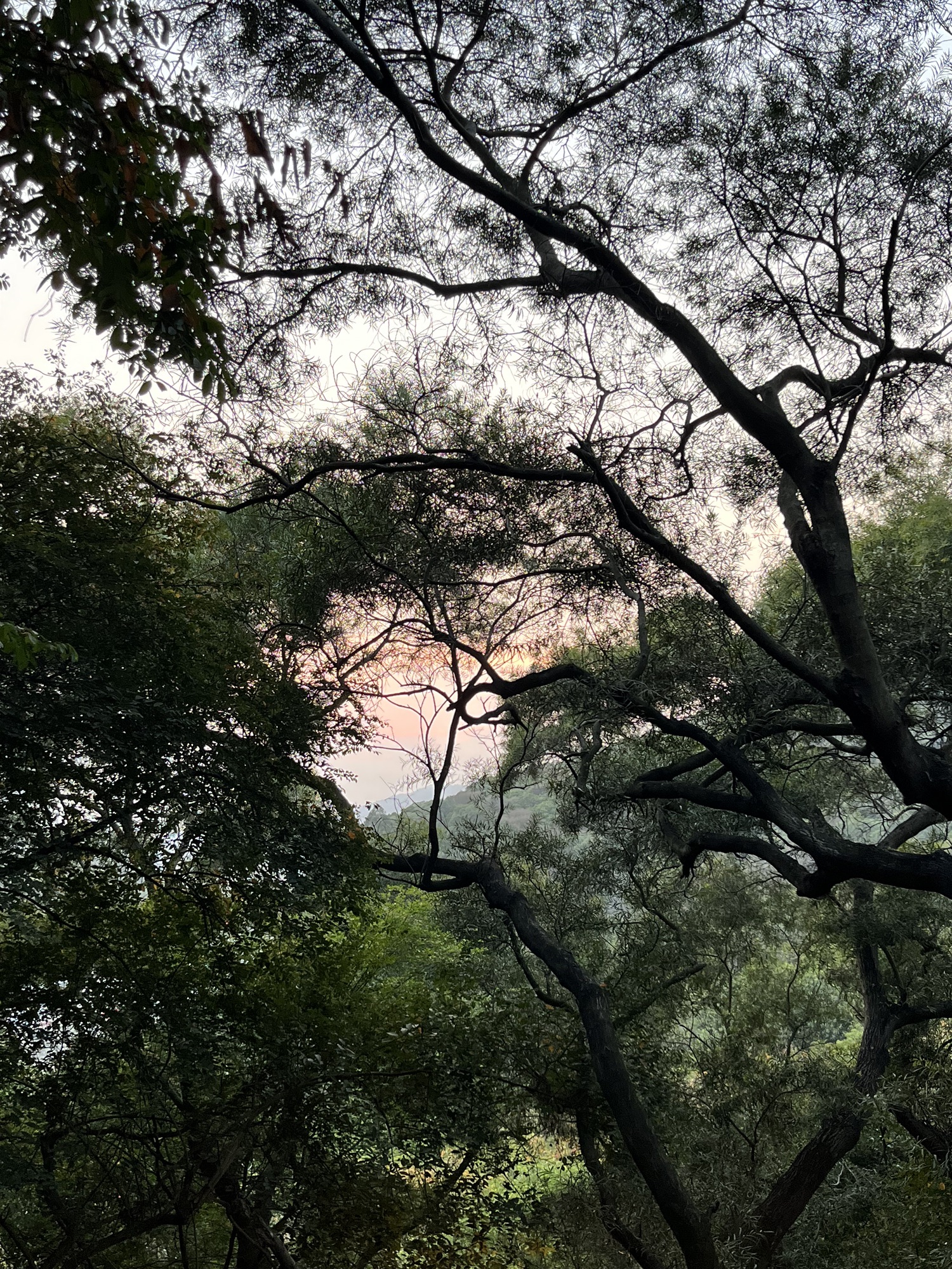 大屏山郊野公园旅行图片 3
