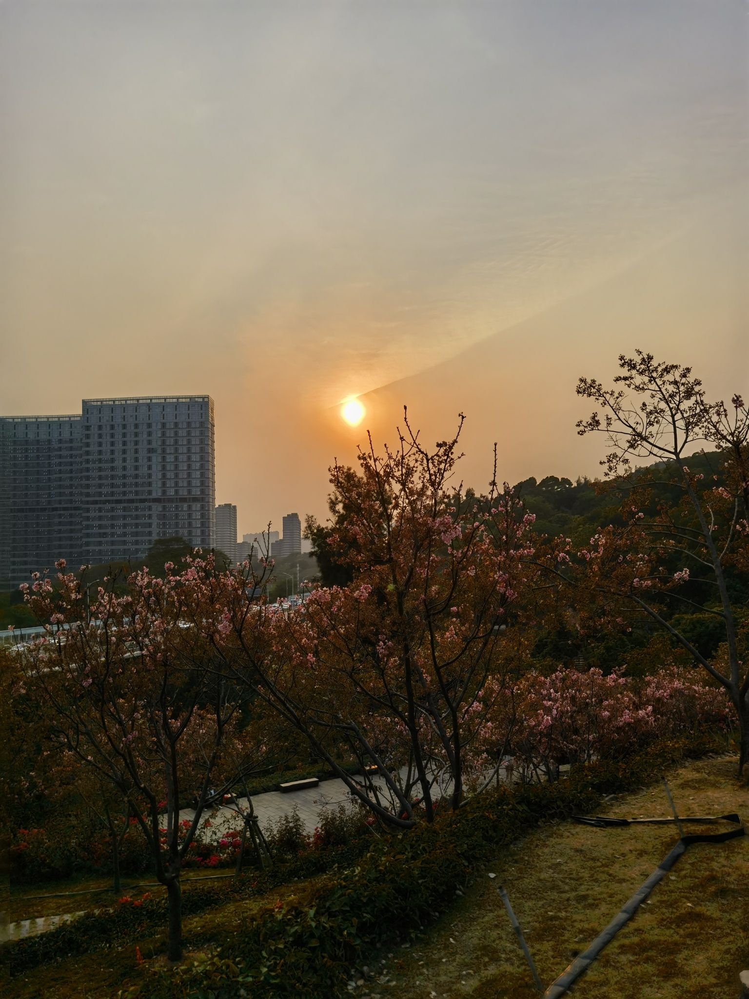 大屏山郊野公园旅行图片 1