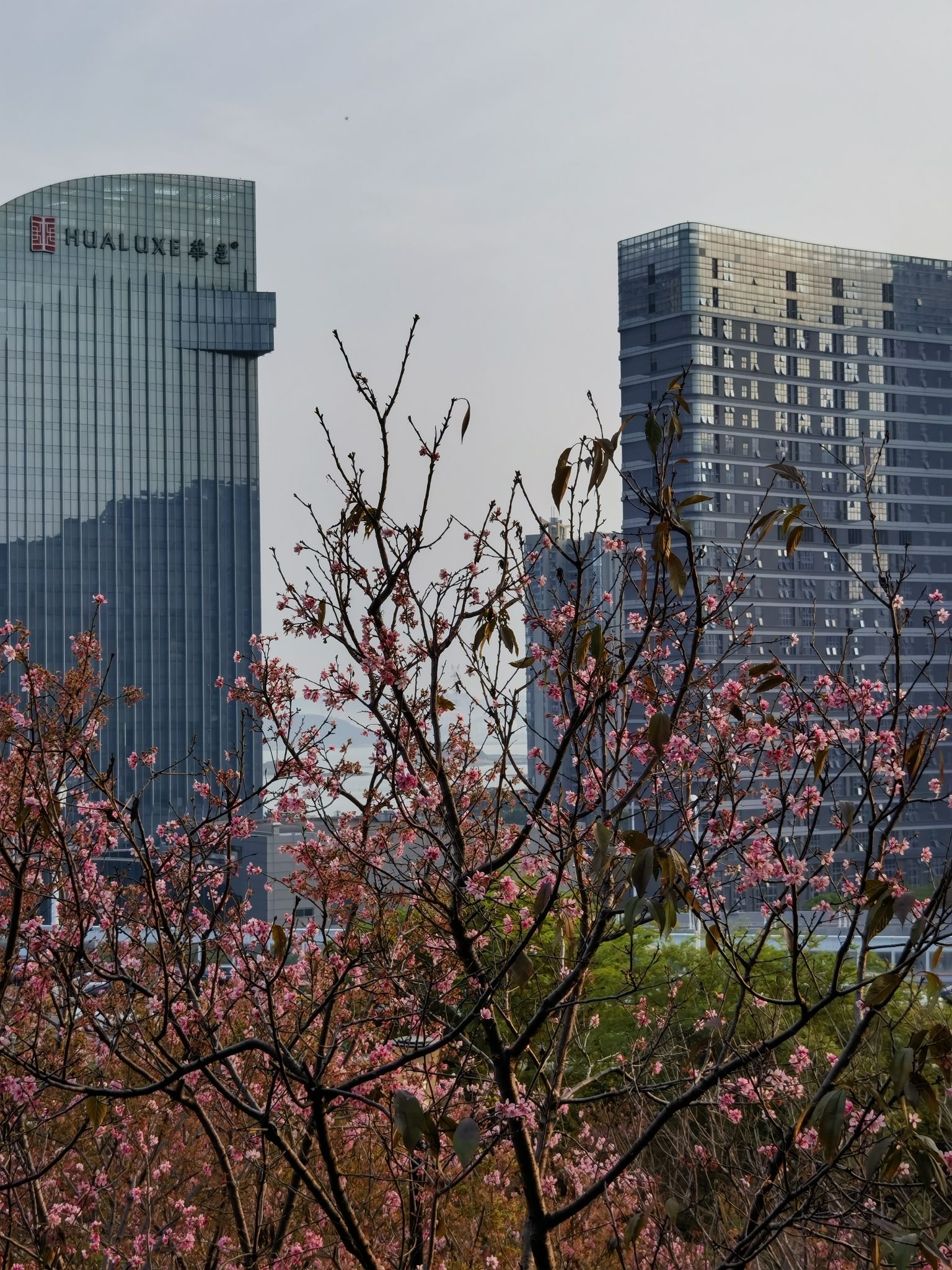 大屏山郊野公园旅行图片 2