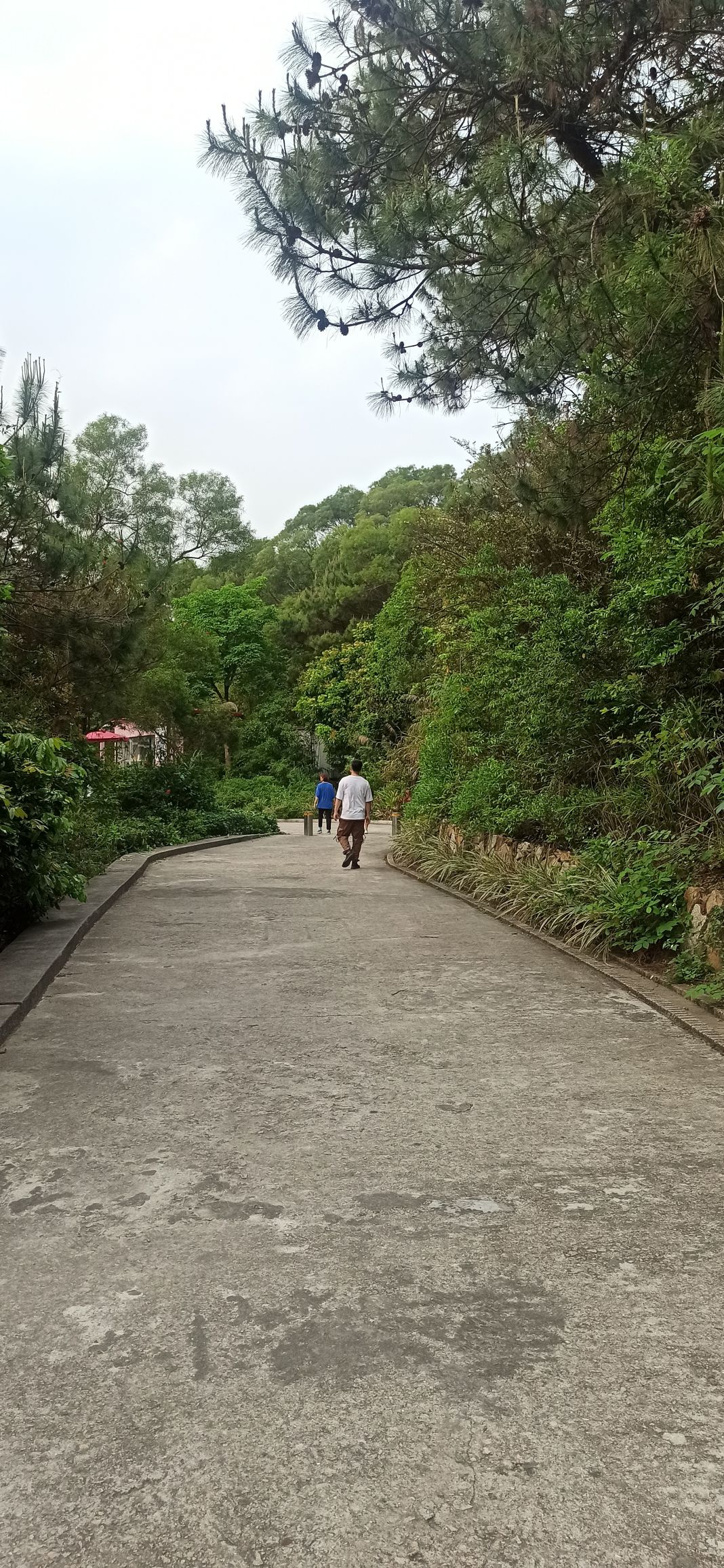 大屏山郊野公园旅行图片 2