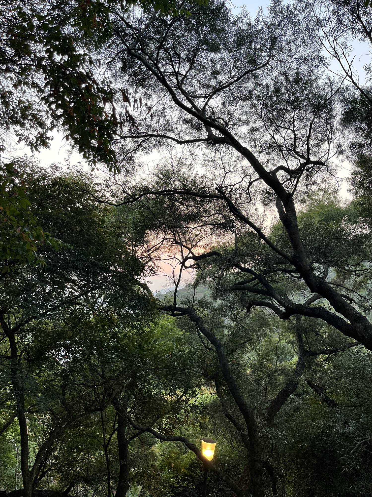 大屏山郊野公园旅行图片 1