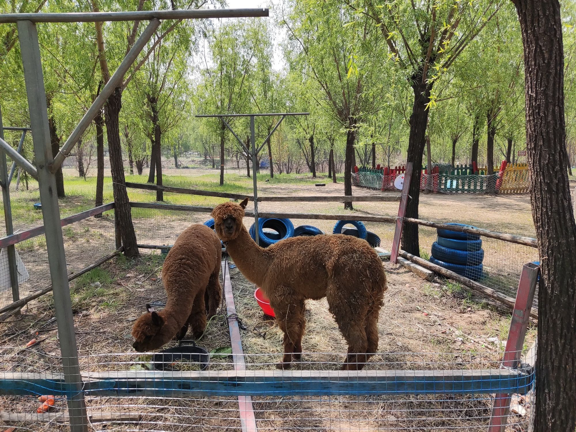 黄河富景生态世界旅行图片 3
