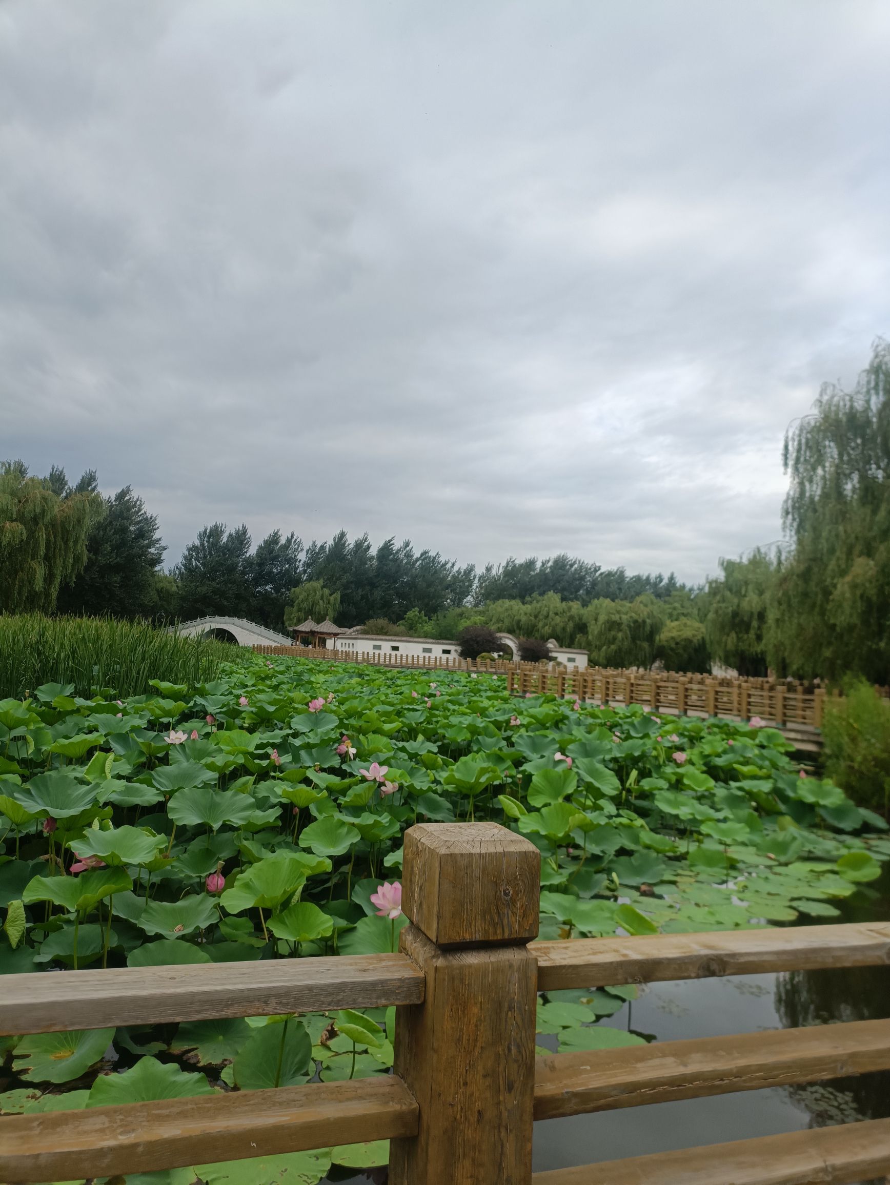 滨水新城珍稀植物园旅行图片 2
