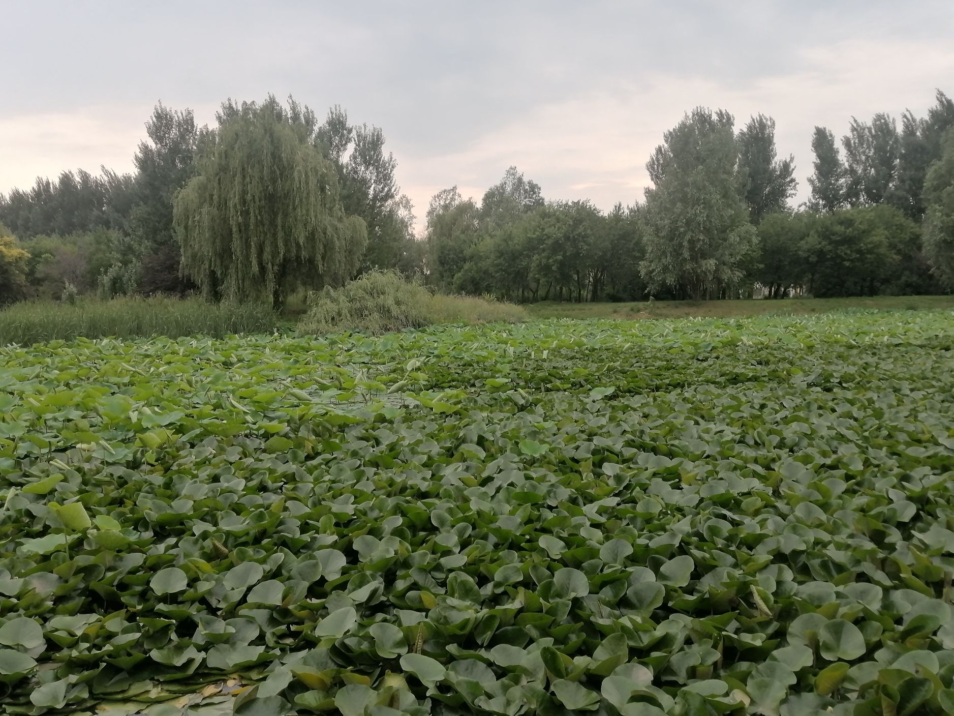 滨水新城珍稀植物园旅行图片 3