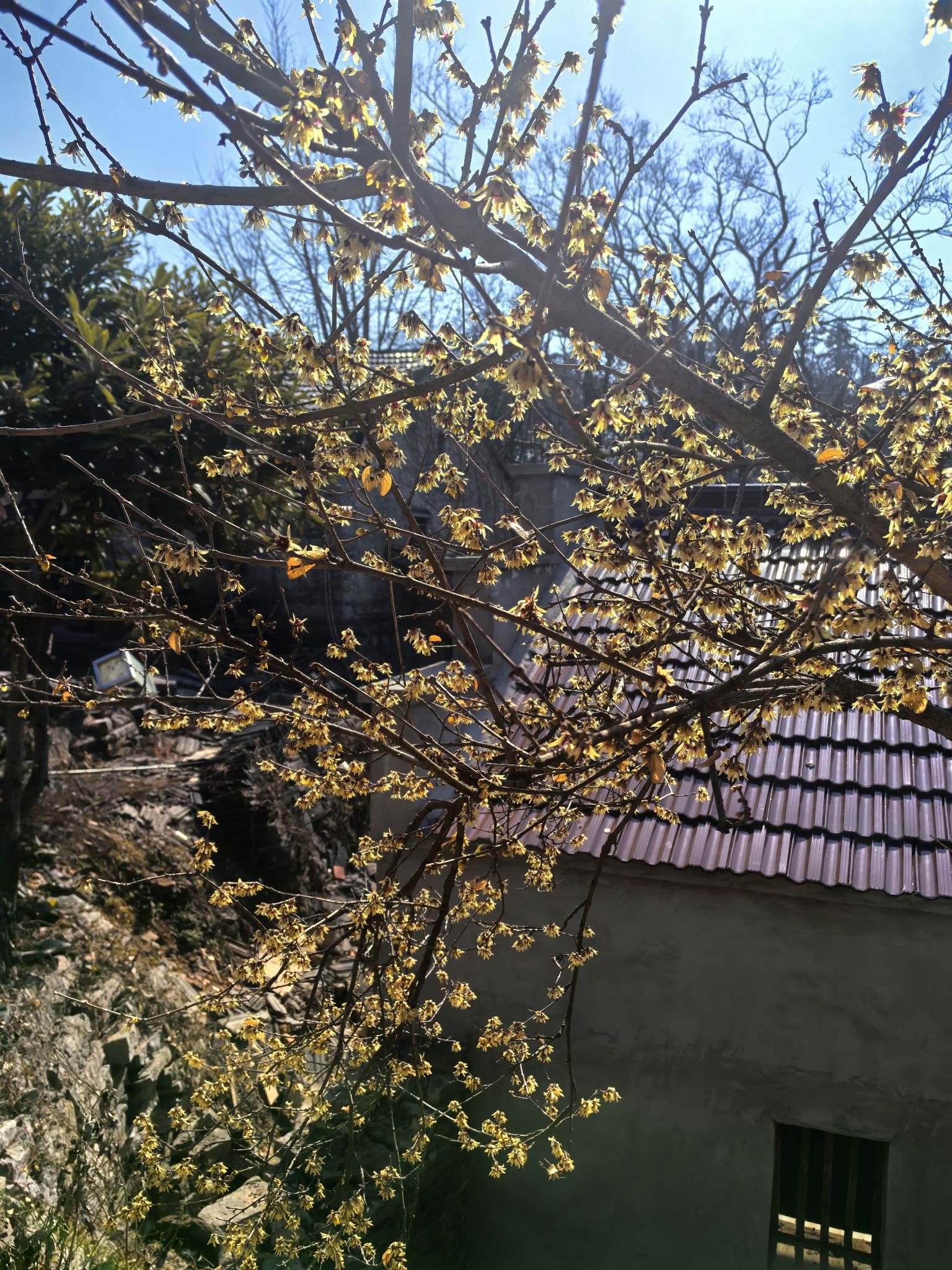 天池庵旅行图片 3