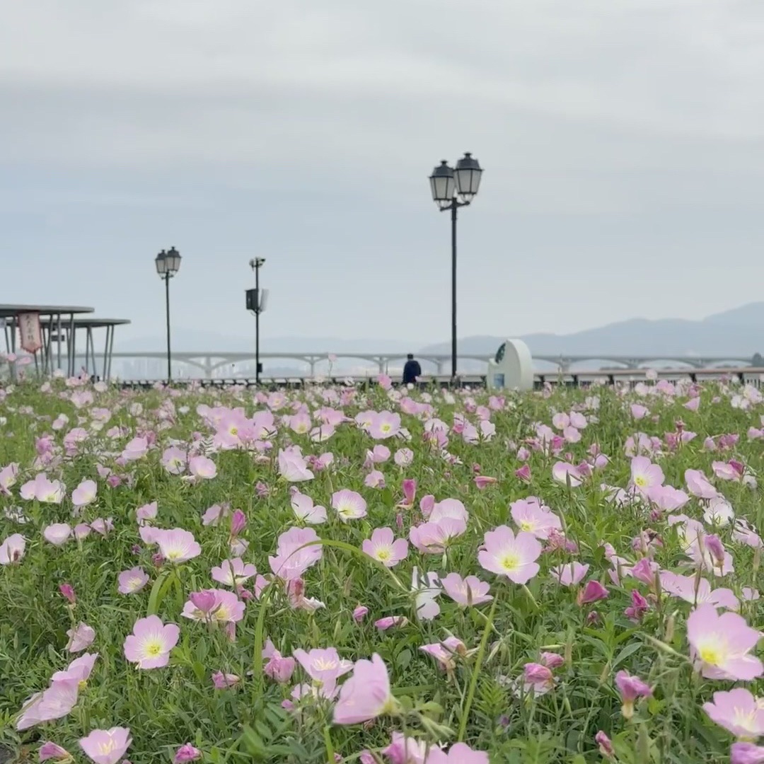 东江滨公园旅行图片 3