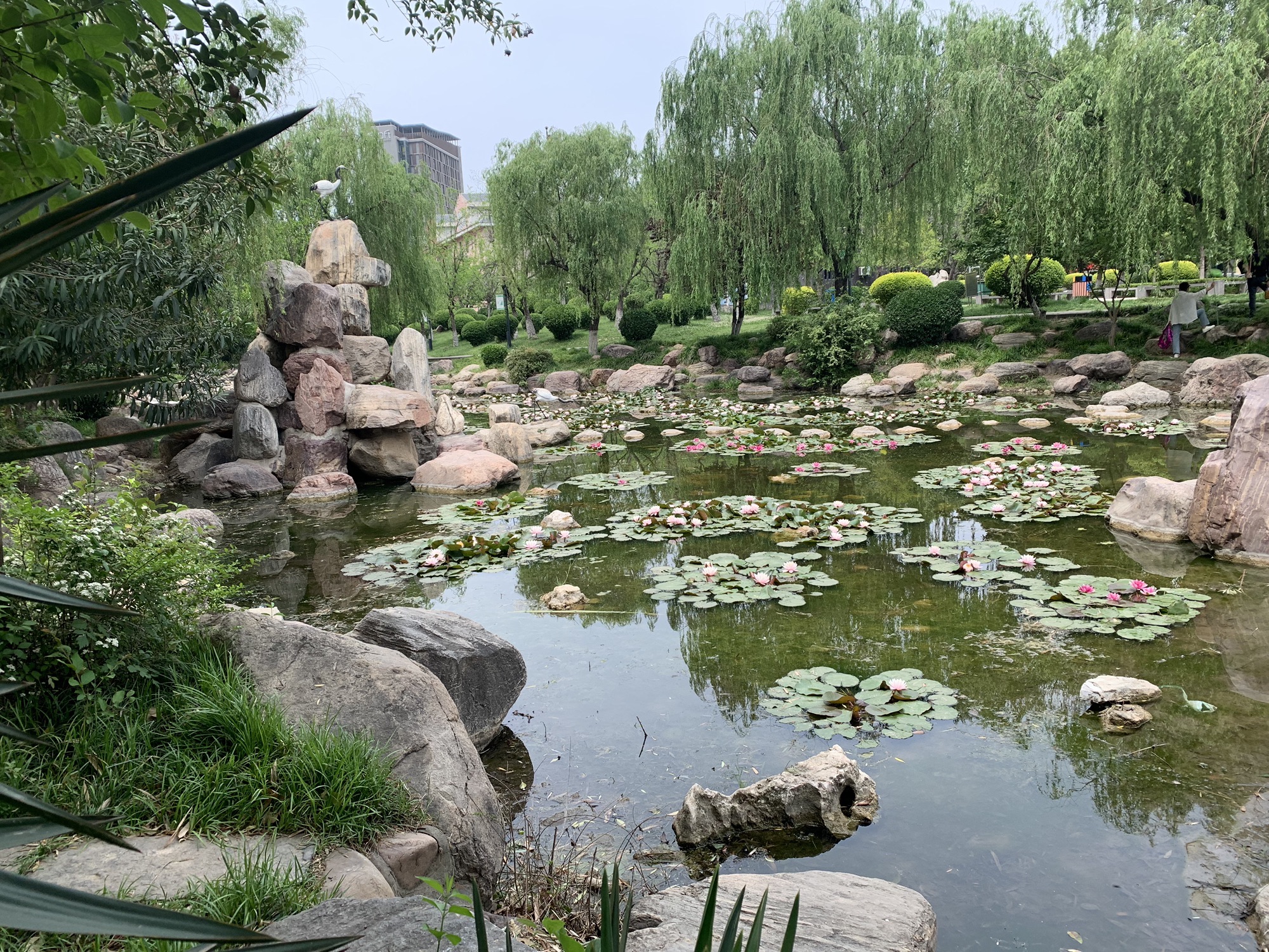 左照公园旅行图片 2