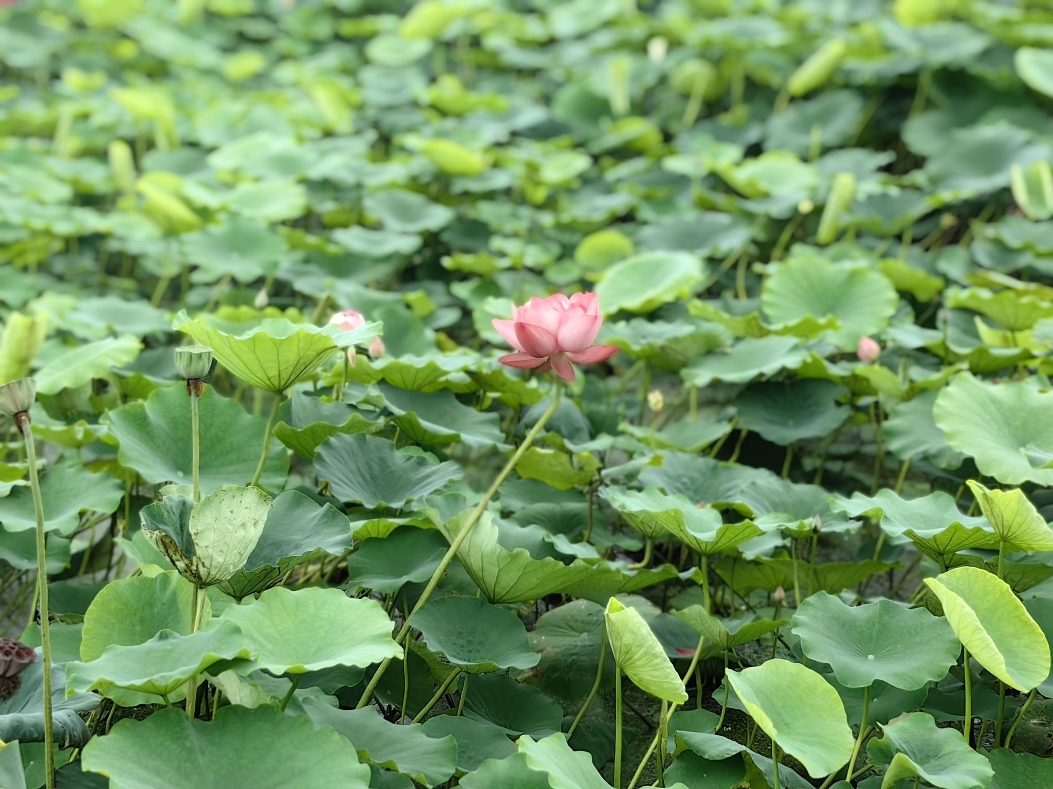 南京·龙潭水一方生态休闲旅游区旅行图片 2
