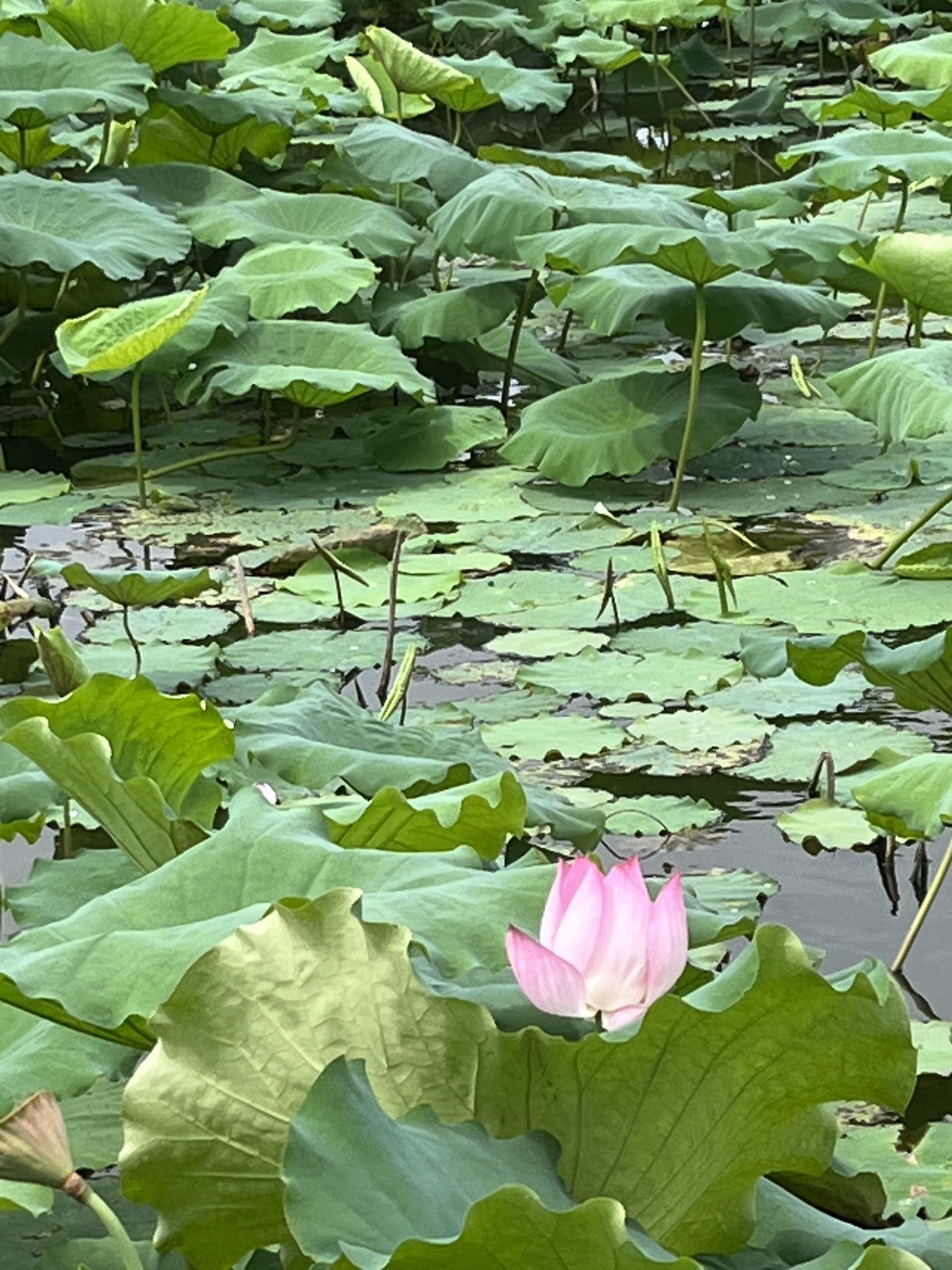 南京·龙潭水一方生态休闲旅游区旅行图片 3