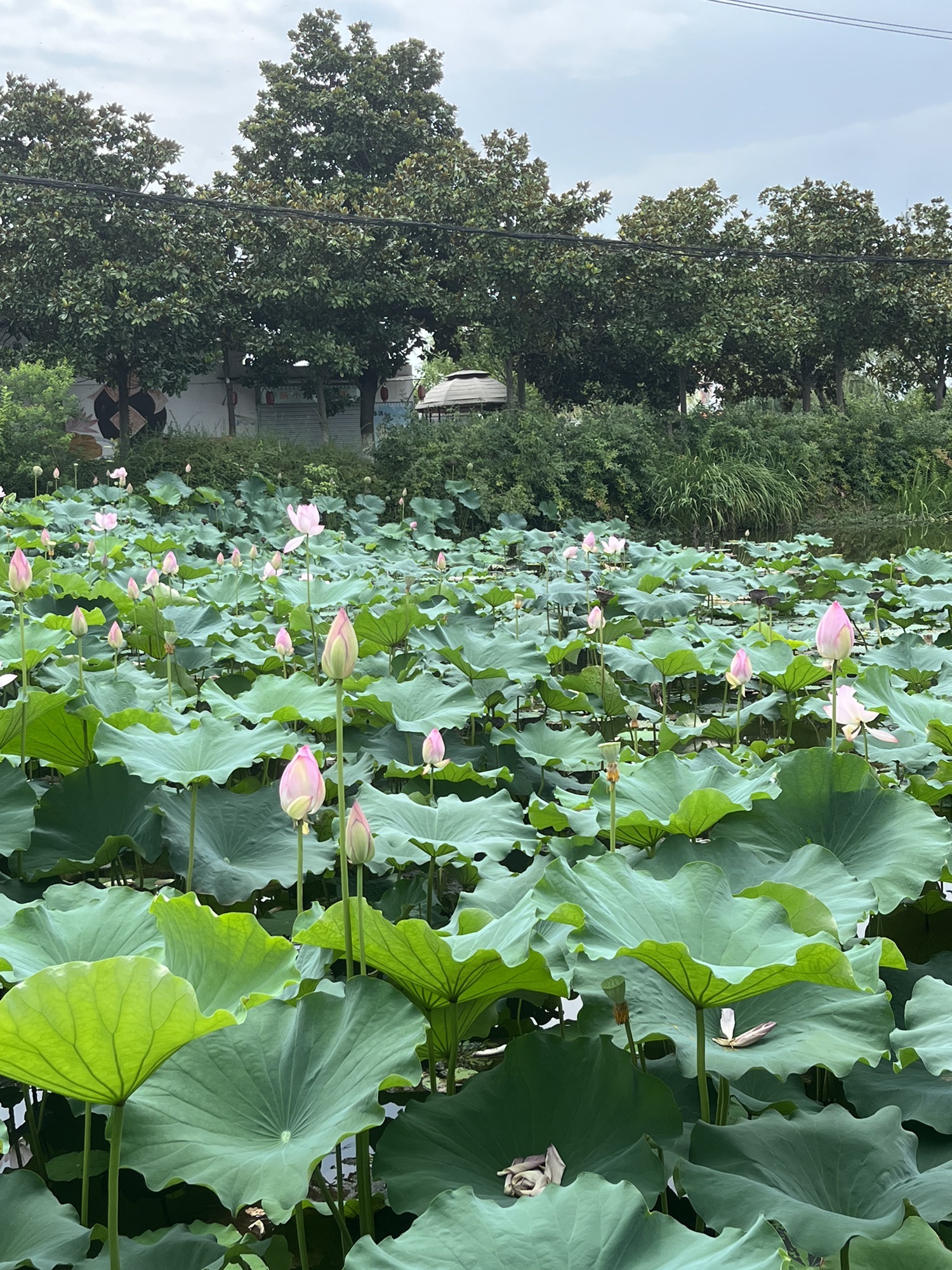 南京·龙潭水一方生态休闲旅游区旅行图片 1