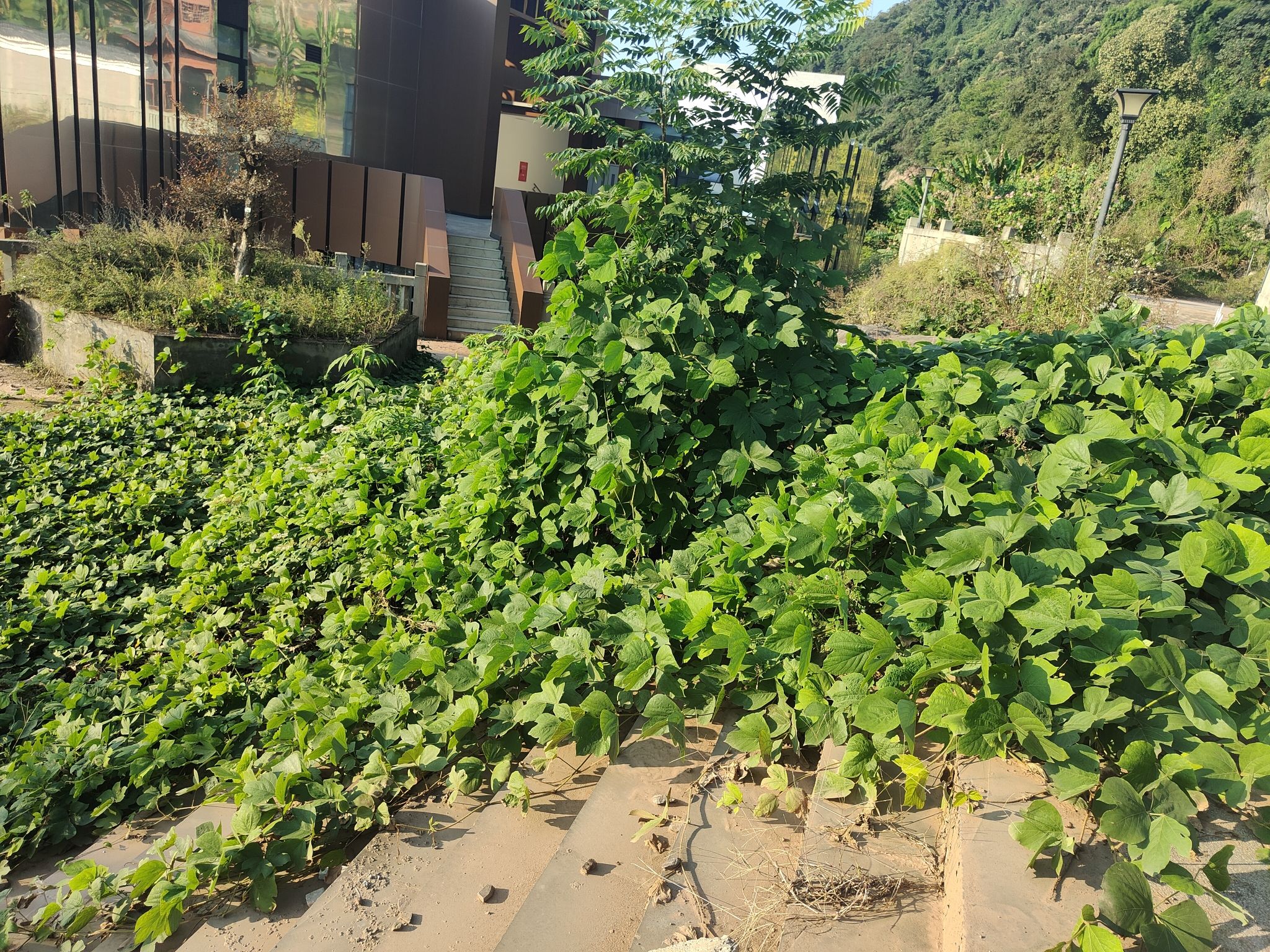 翠屏山公园旅行图片 2