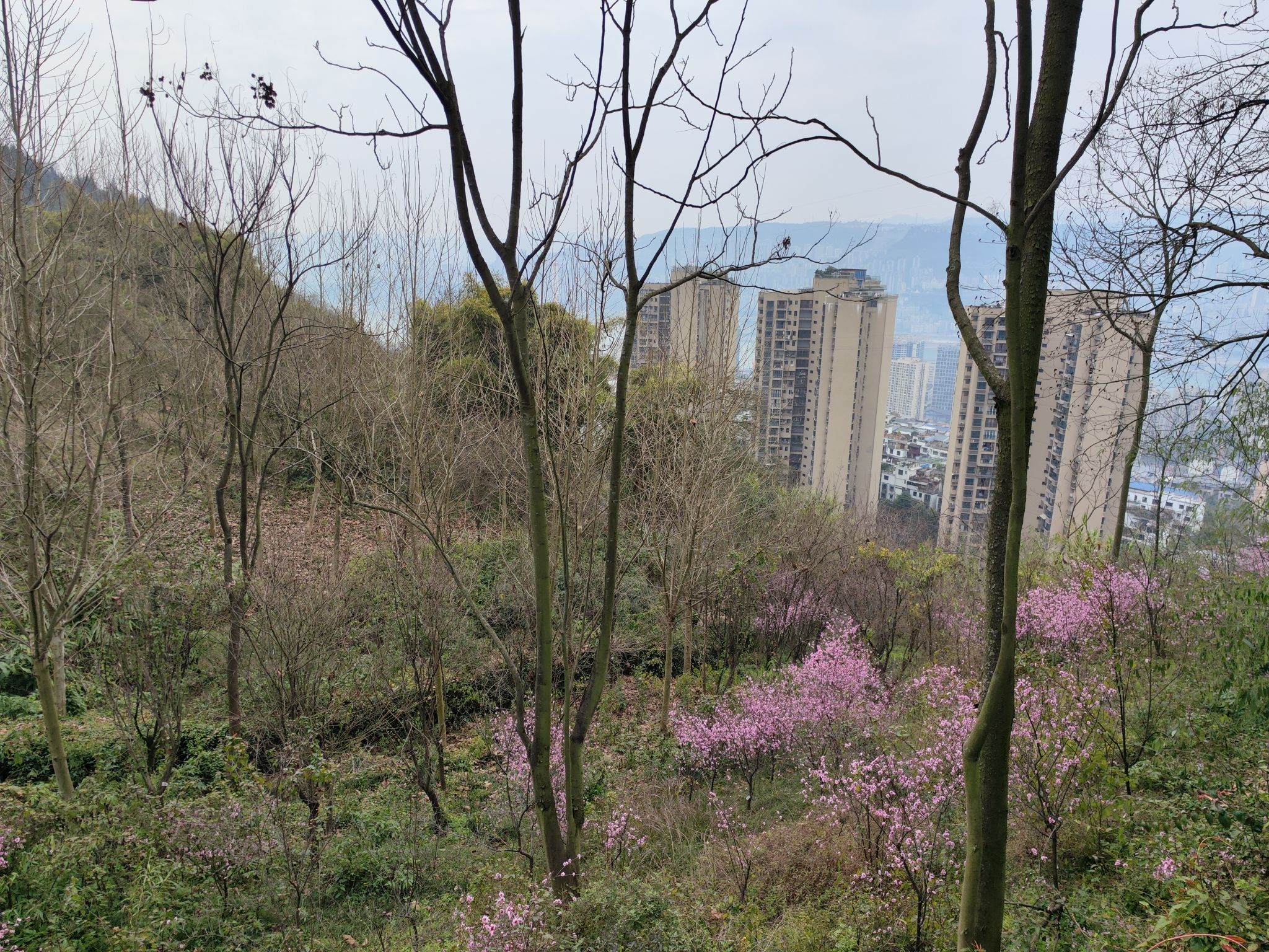 翠屏山公园旅行图片 3