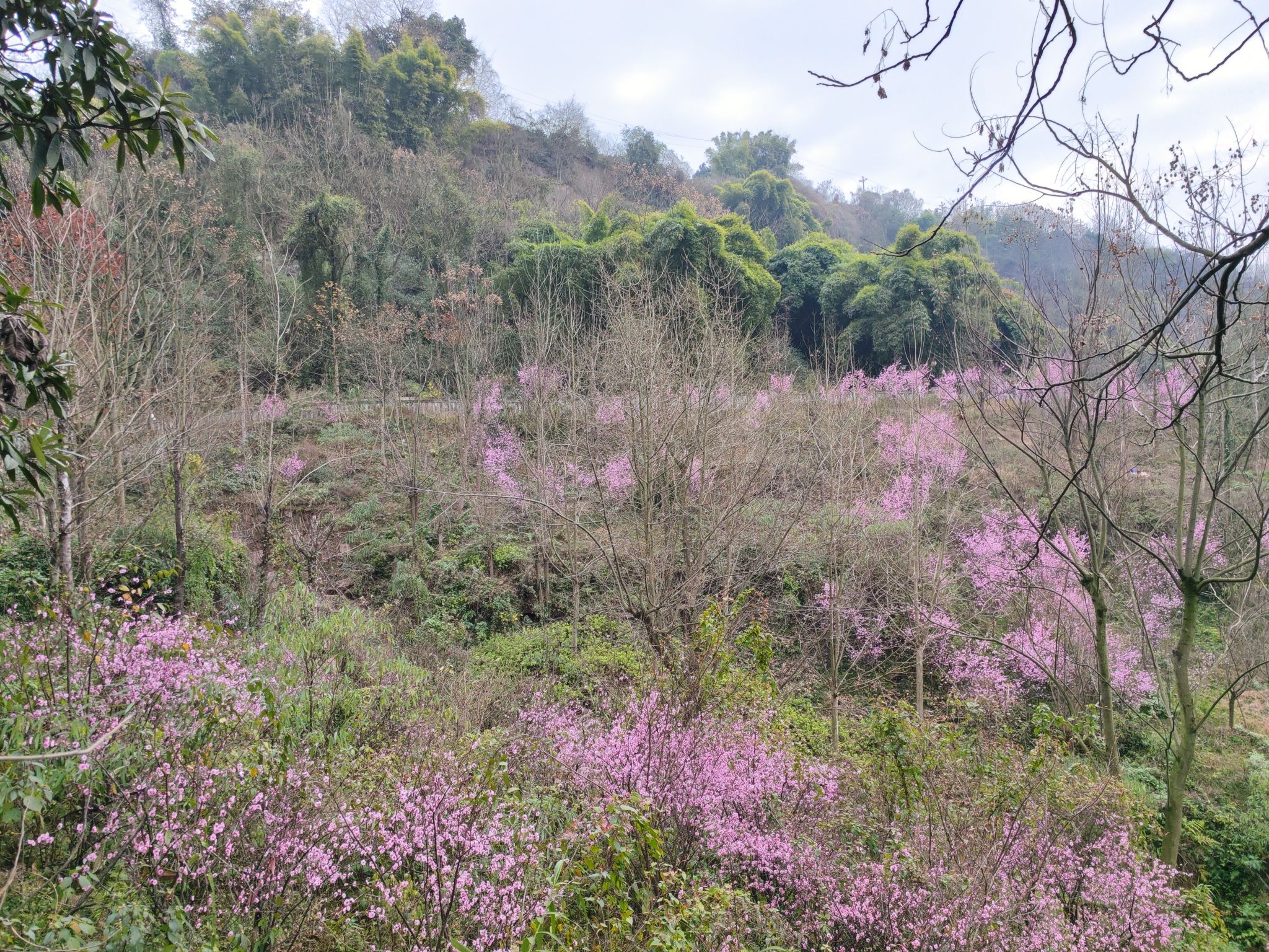 翠屏山公园旅行图片 2