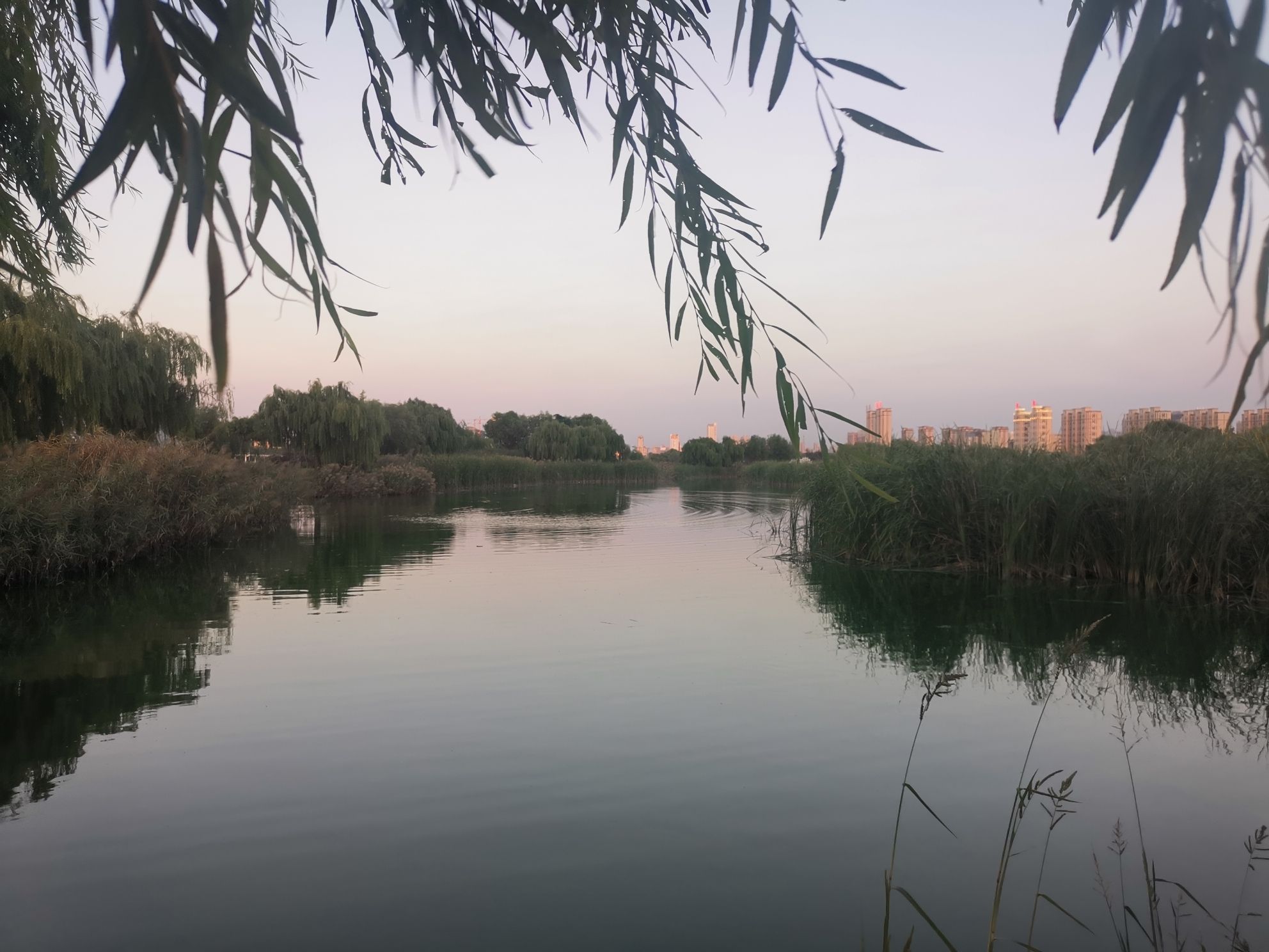 莱州市河套湿地公园旅行图片 1