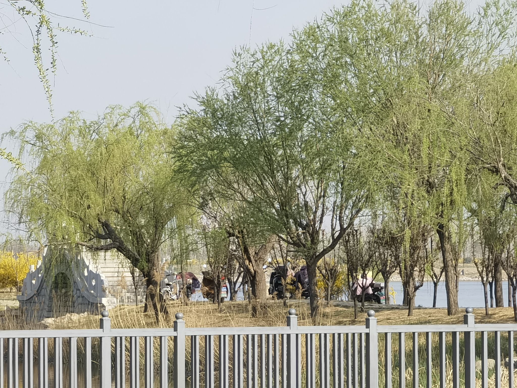 莱州市河套湿地公园旅行图片 1