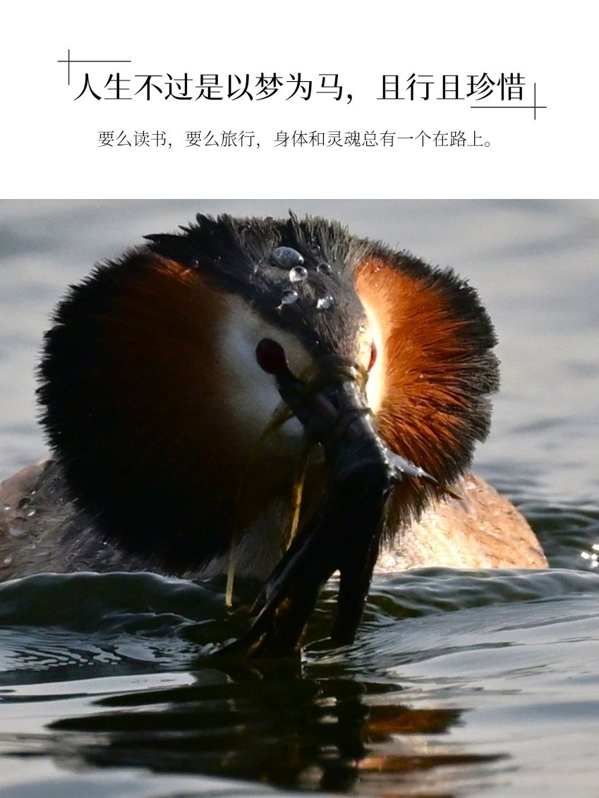 莱州市河套湿地公园旅行图片 3