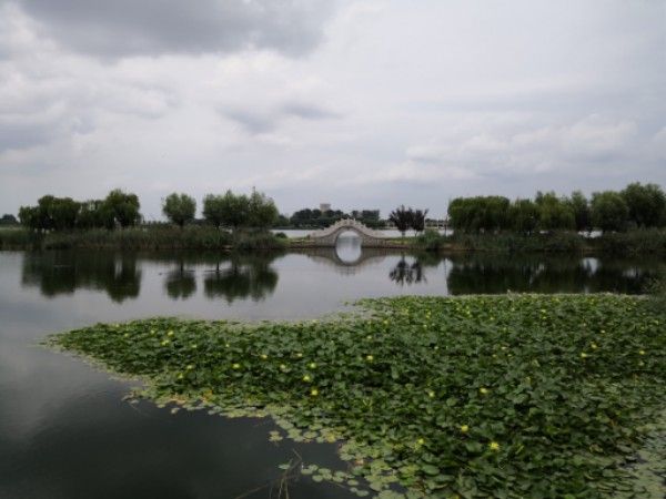 莱州市河套湿地公园旅行图片 2