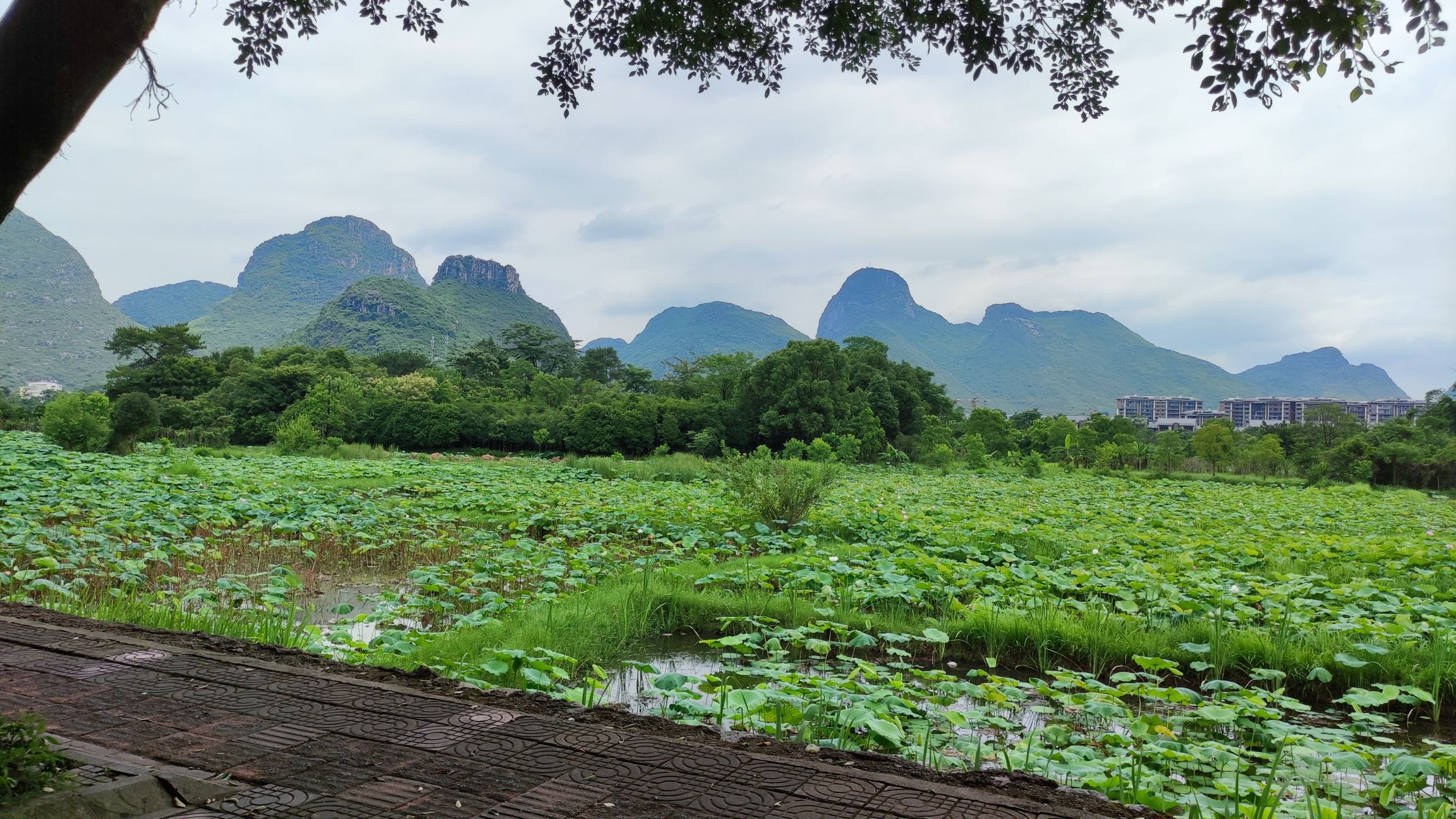 桂林塔旅行图片 1