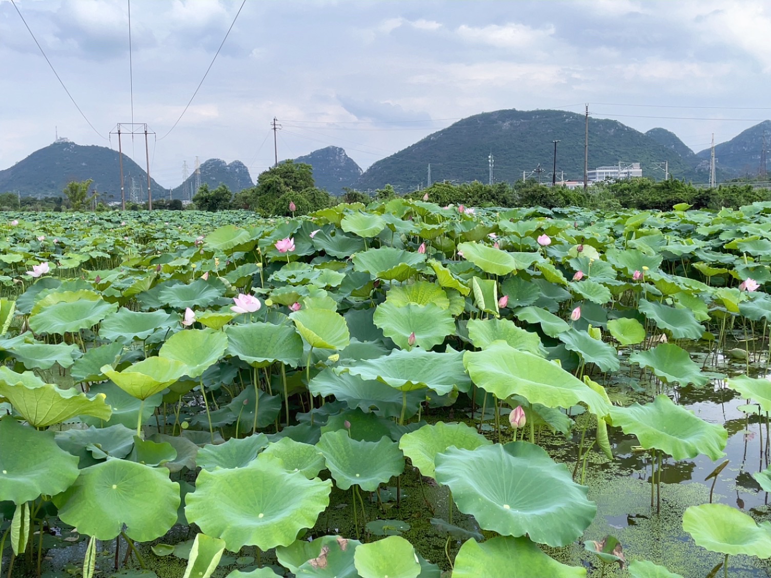 桂林塔旅行图片 1