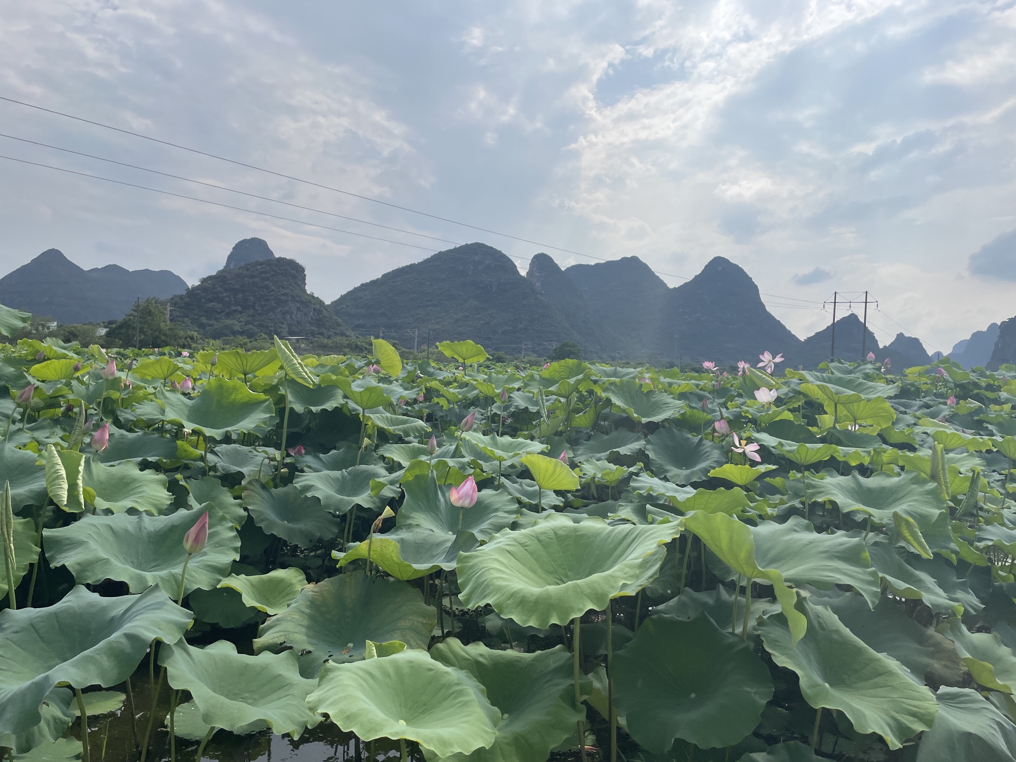 桂林塔旅行图片 2