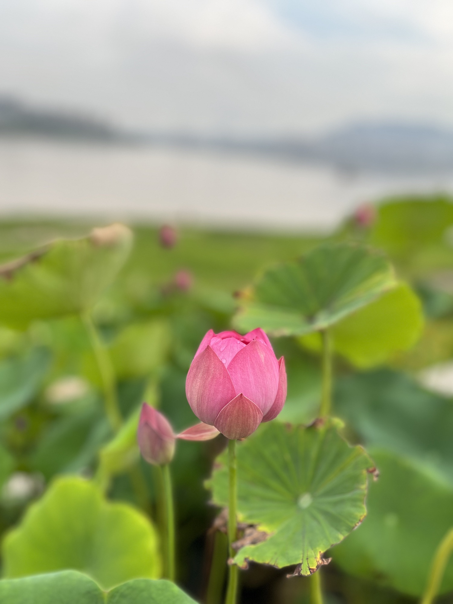 大桥溪音乐广场旅行图片 1