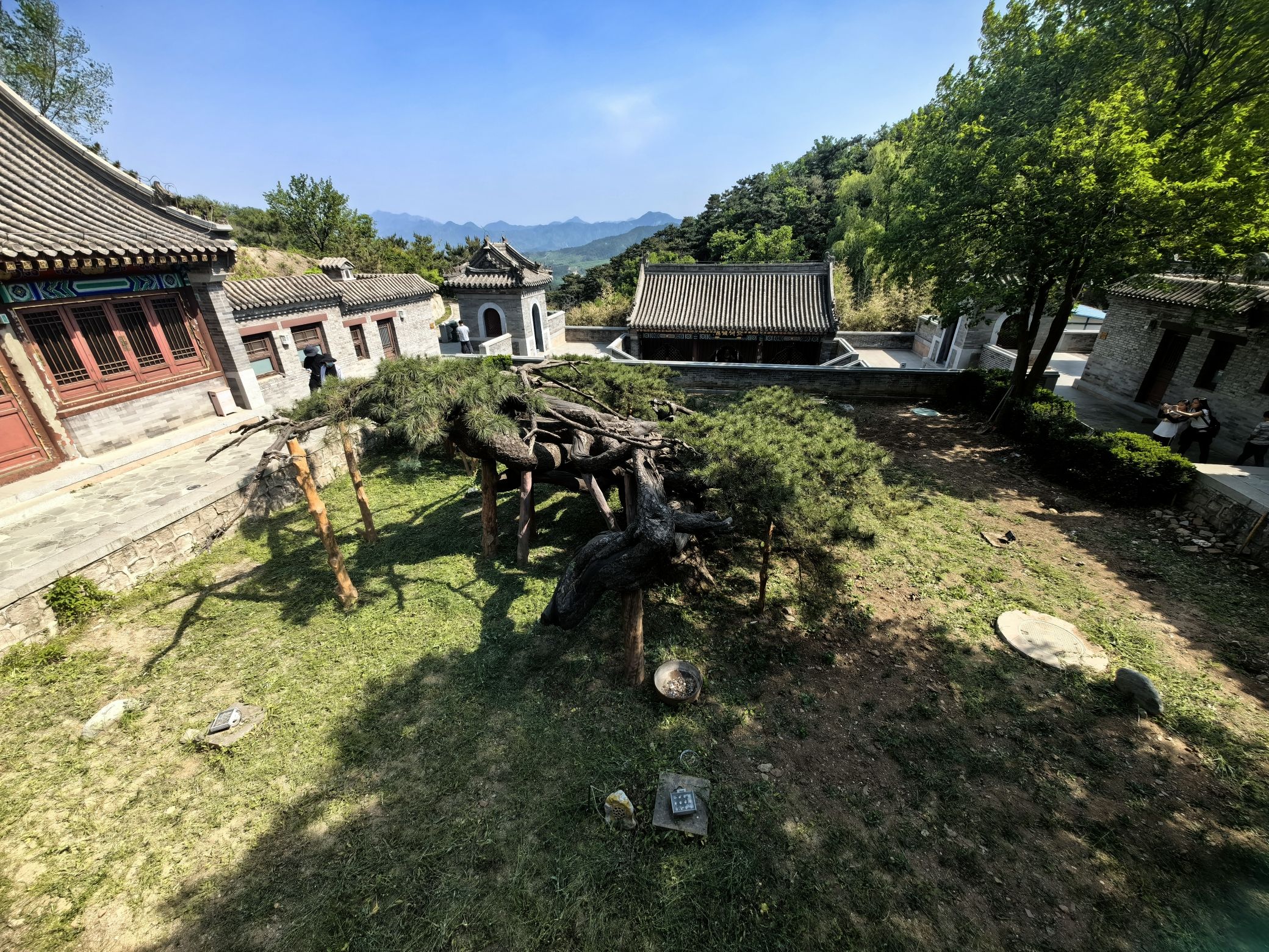 延寿寺盘龙松风景区旅行图片 2