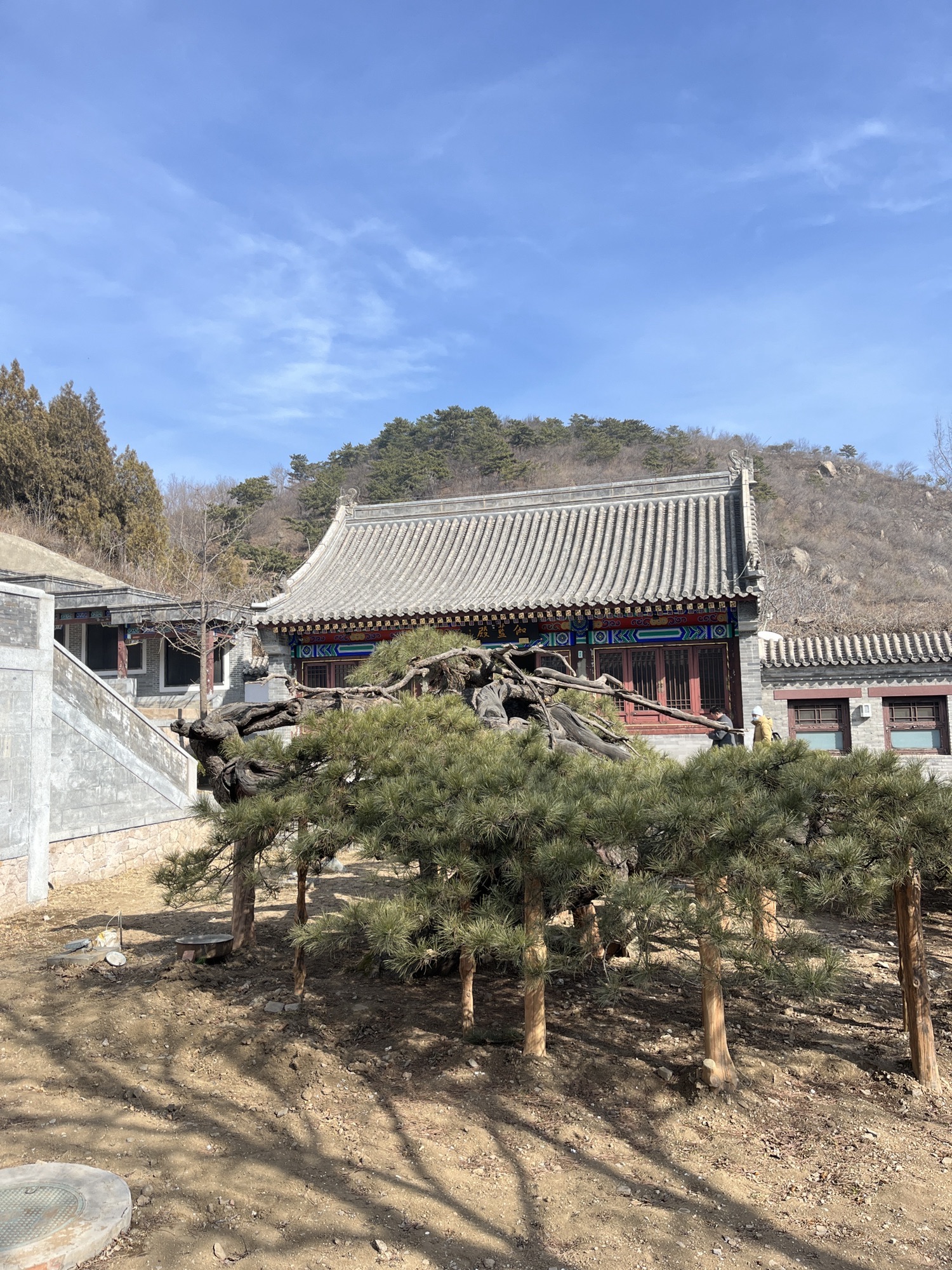 延寿寺盘龙松风景区旅行图片 2