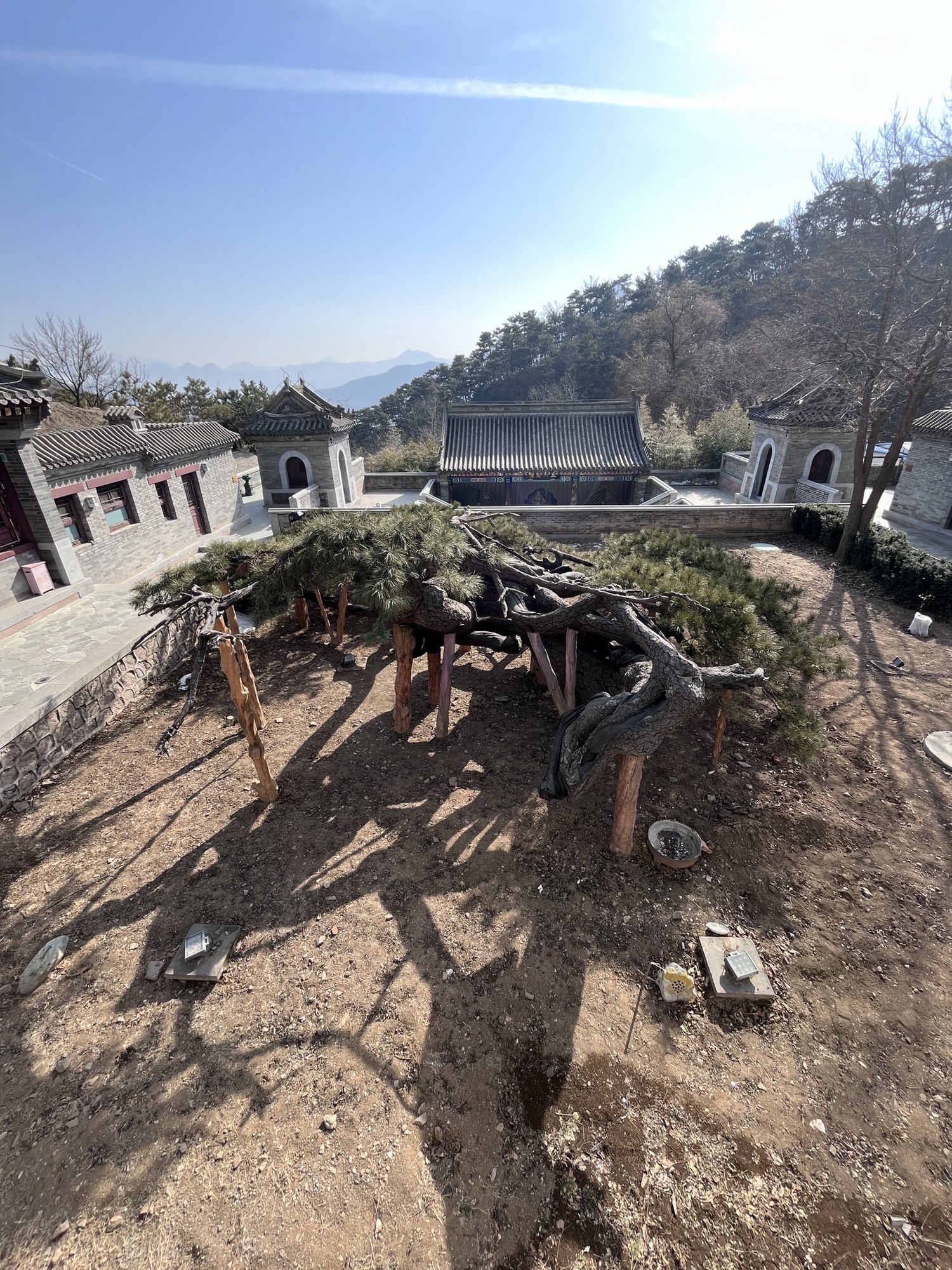 延寿寺盘龙松风景区旅行图片 1