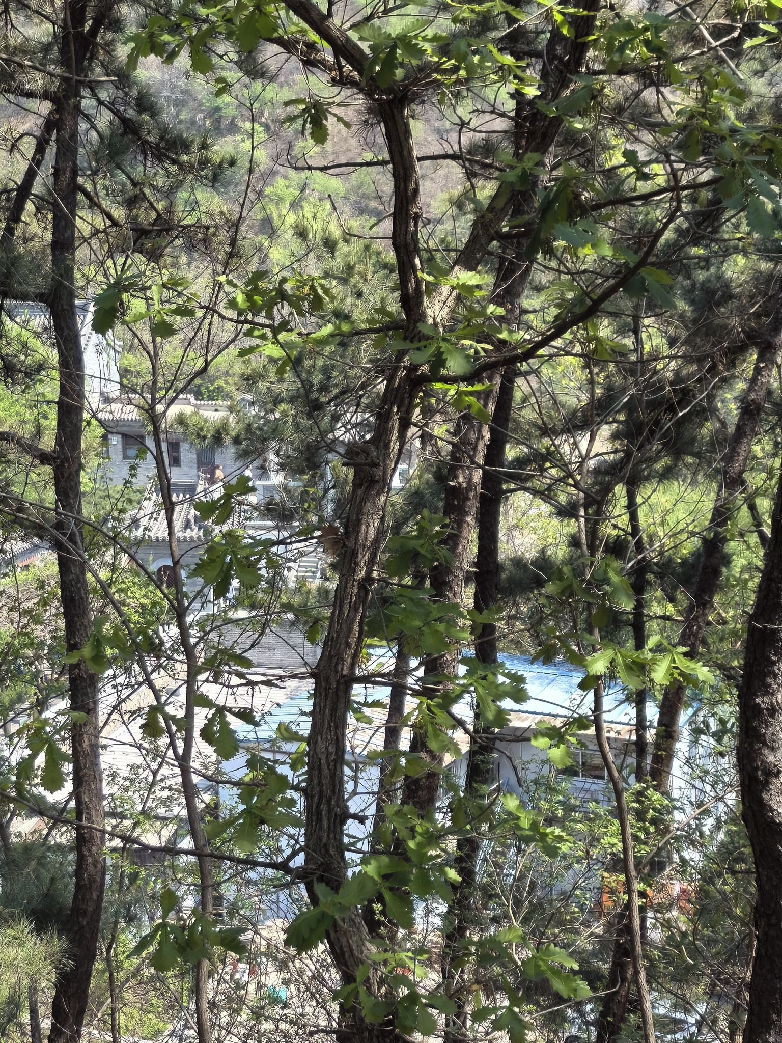 延寿寺盘龙松风景区旅行图片 3
